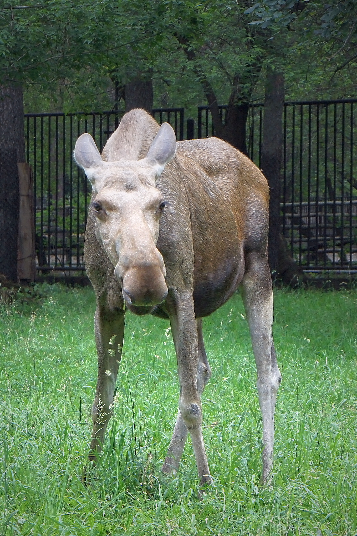 лось, животные, дикие животные, млекопитающие, парнокопытные, звери, оленевые, жвачные,,  Людмила