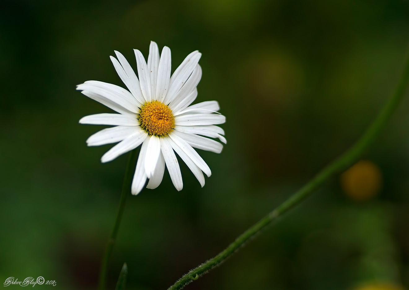 , Орлов Олег