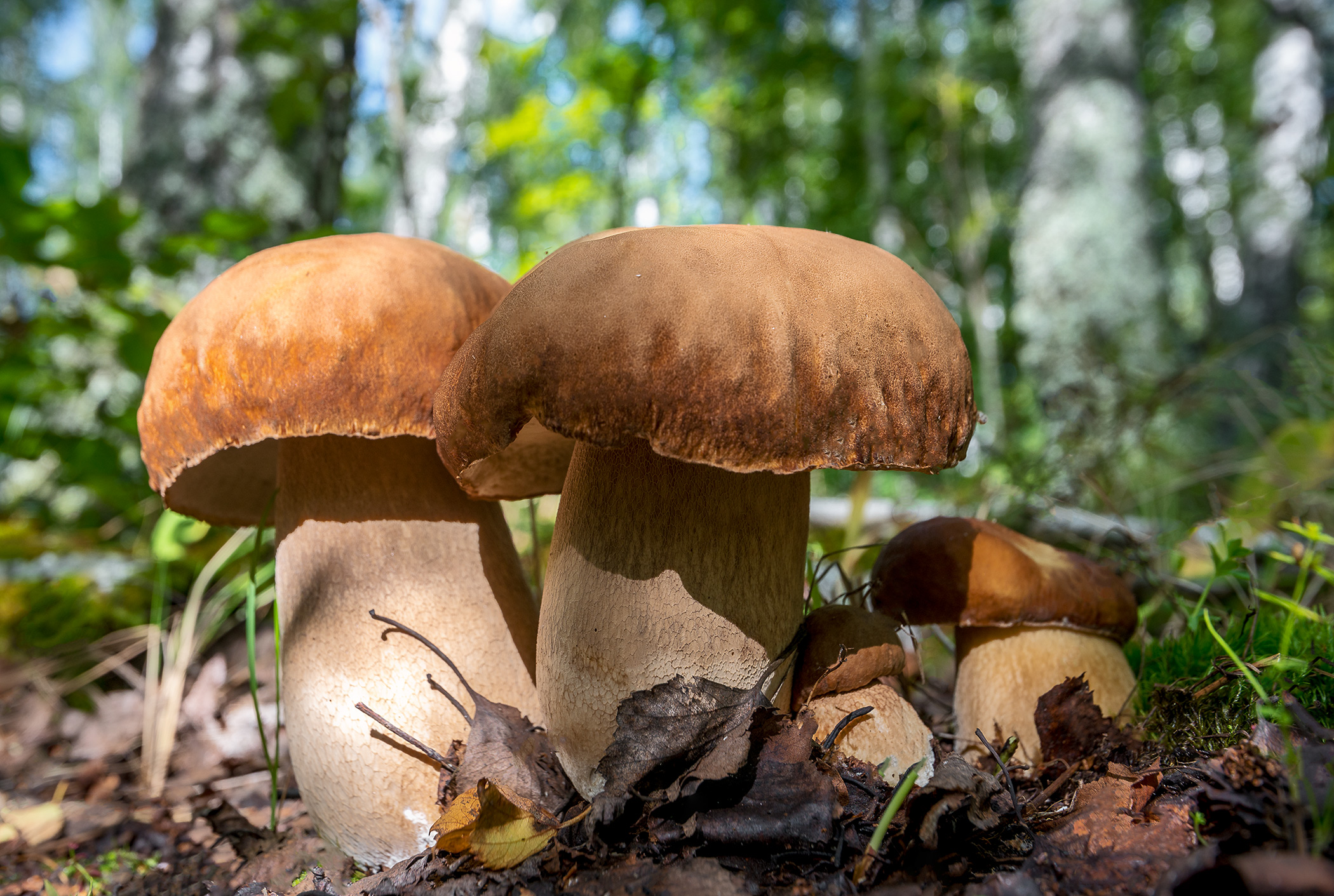 осень сентябрь лес грибы, Владислав Никишин