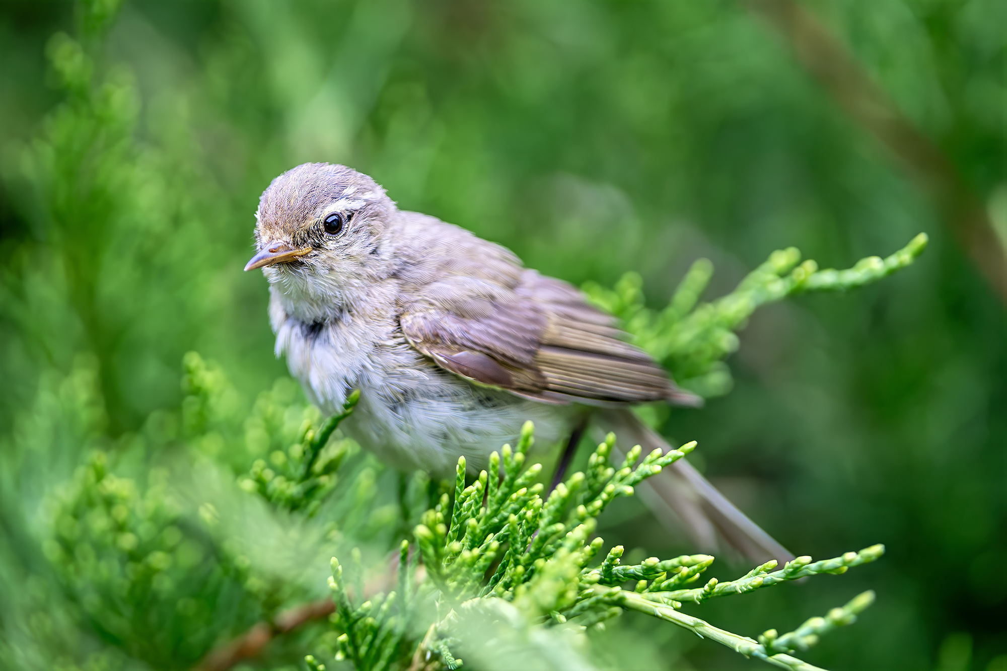 , Молодкин Дмитрий