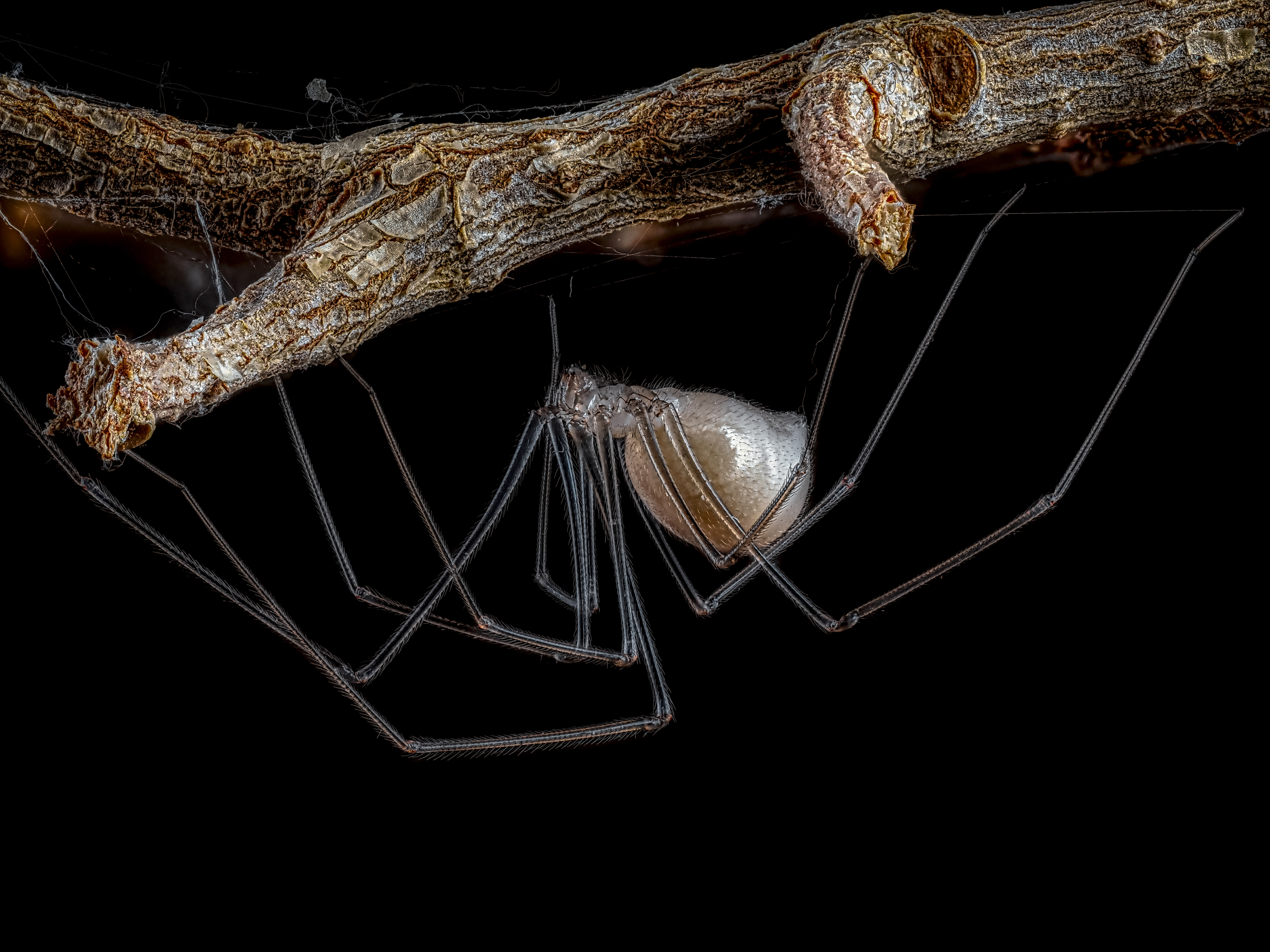 , Олег Савицкий