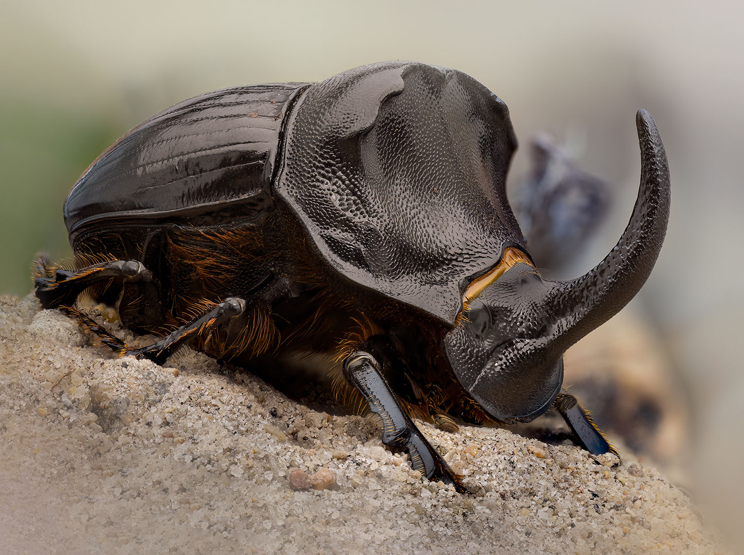 coleoptera, scarabaeidae, copris hispanus, Kavaliauskas Eugenijus