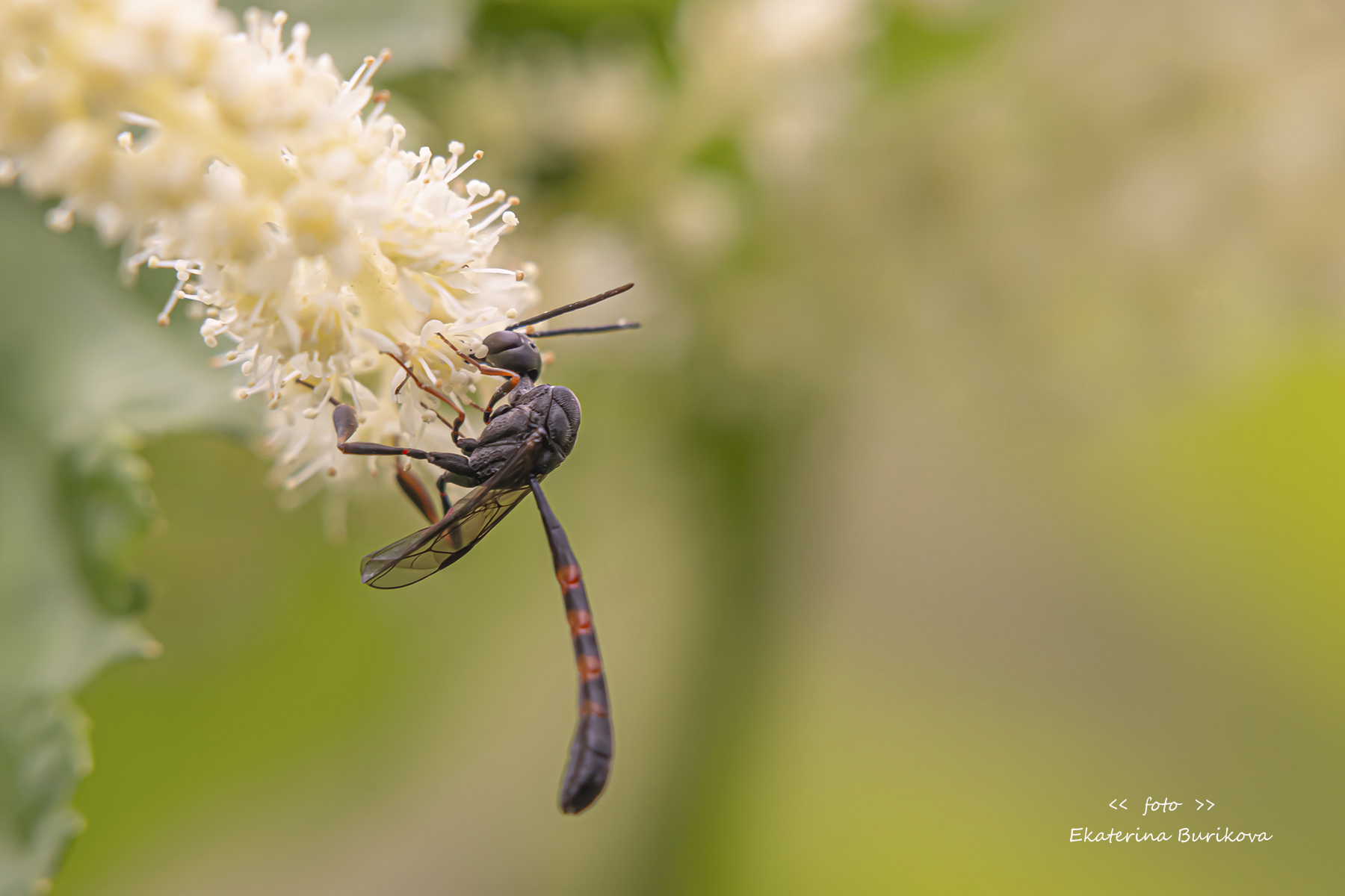 , Бурикова Екатерина