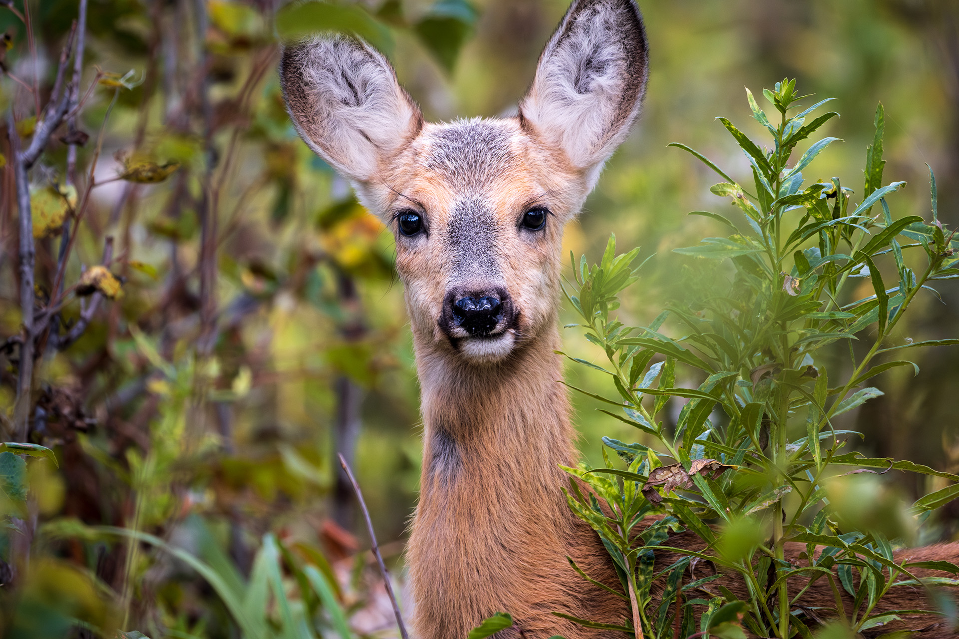 , Бодрягин Виталий