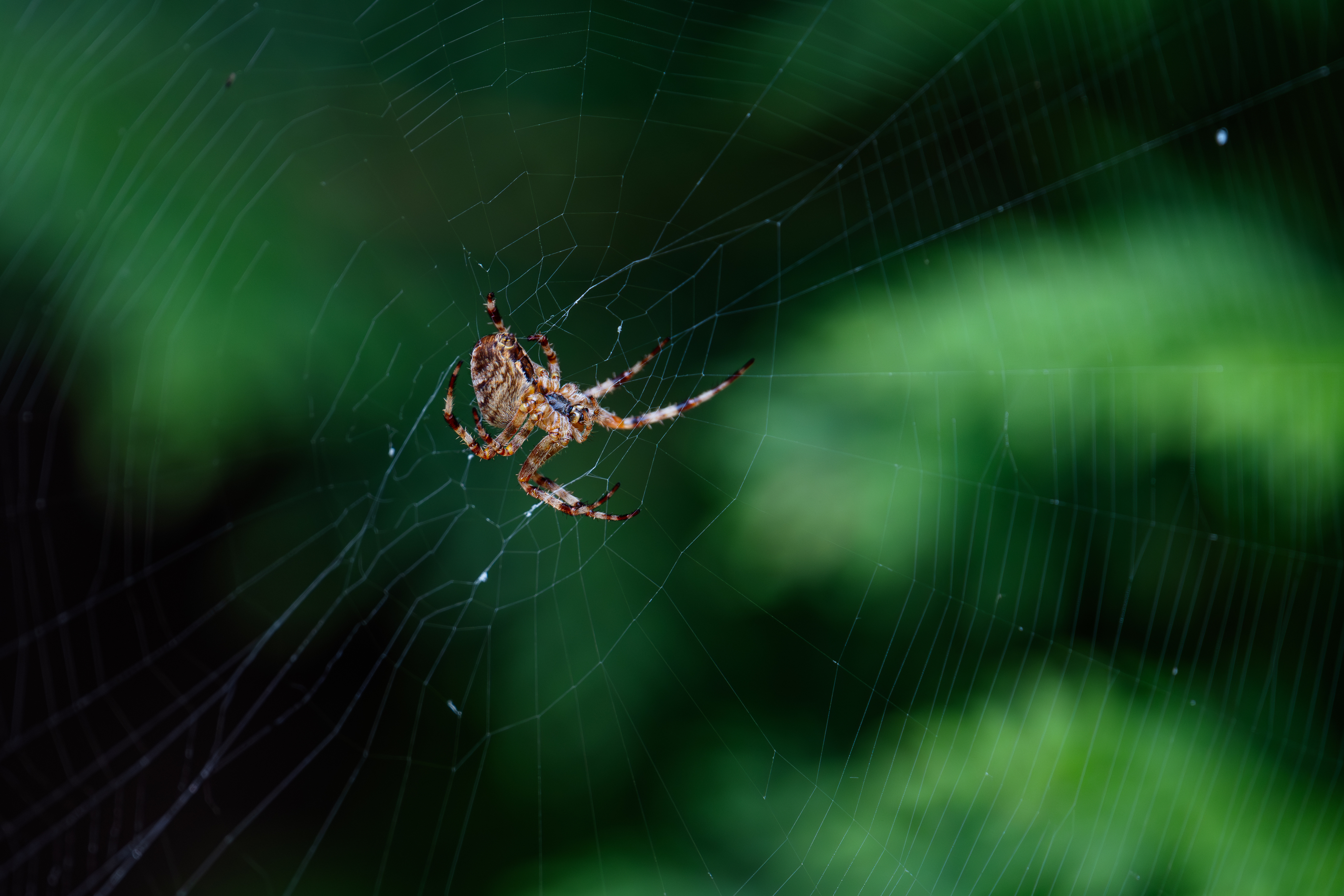 , Курлянцев Алексей