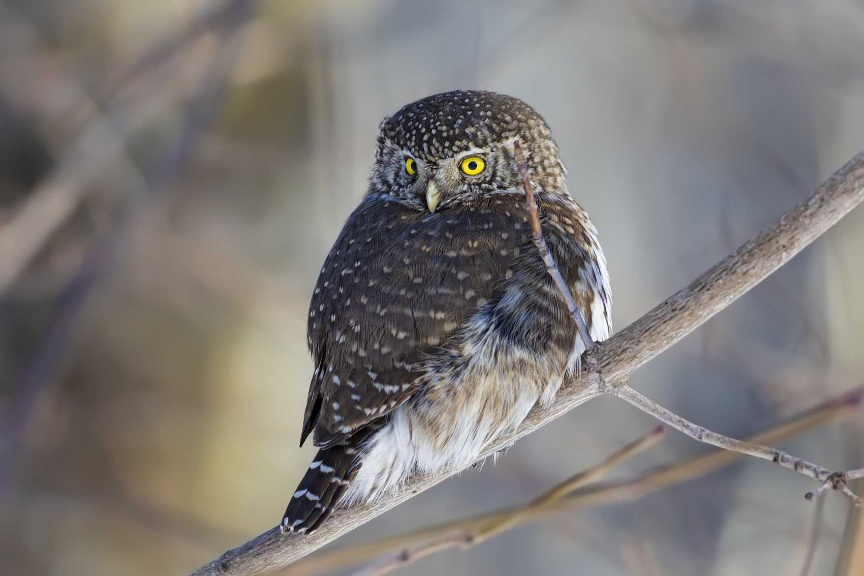 воробьиный сычик, воробьиный сыч, сова, птицы,, Ruslan Pl