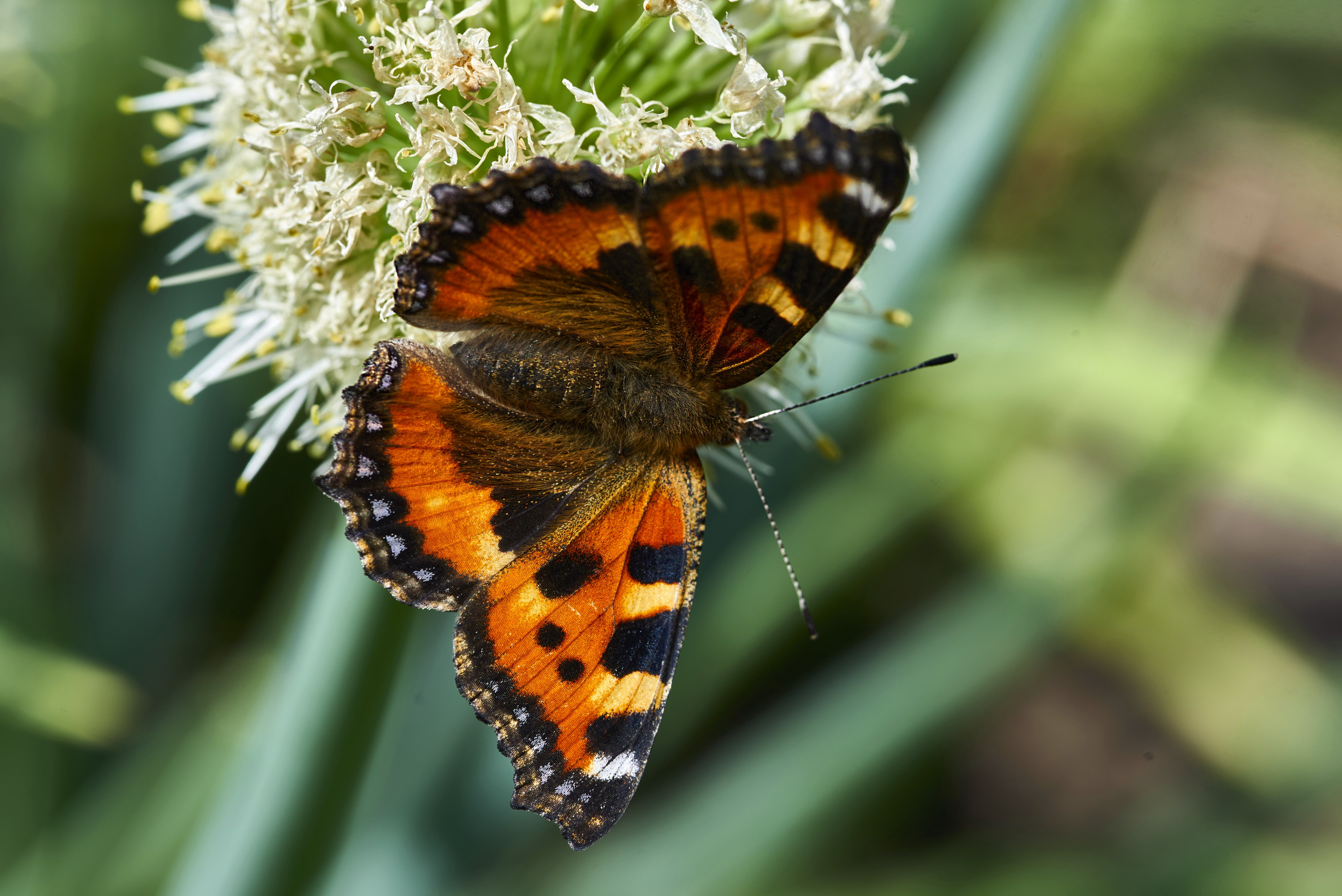 , Владимир Краснов