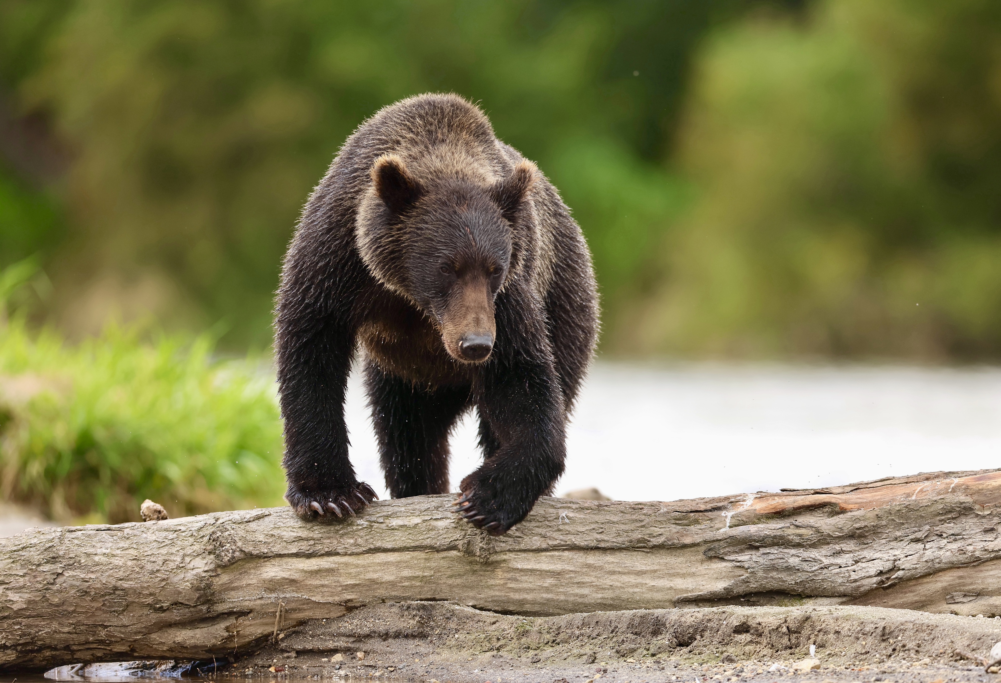, Голубков Леонид