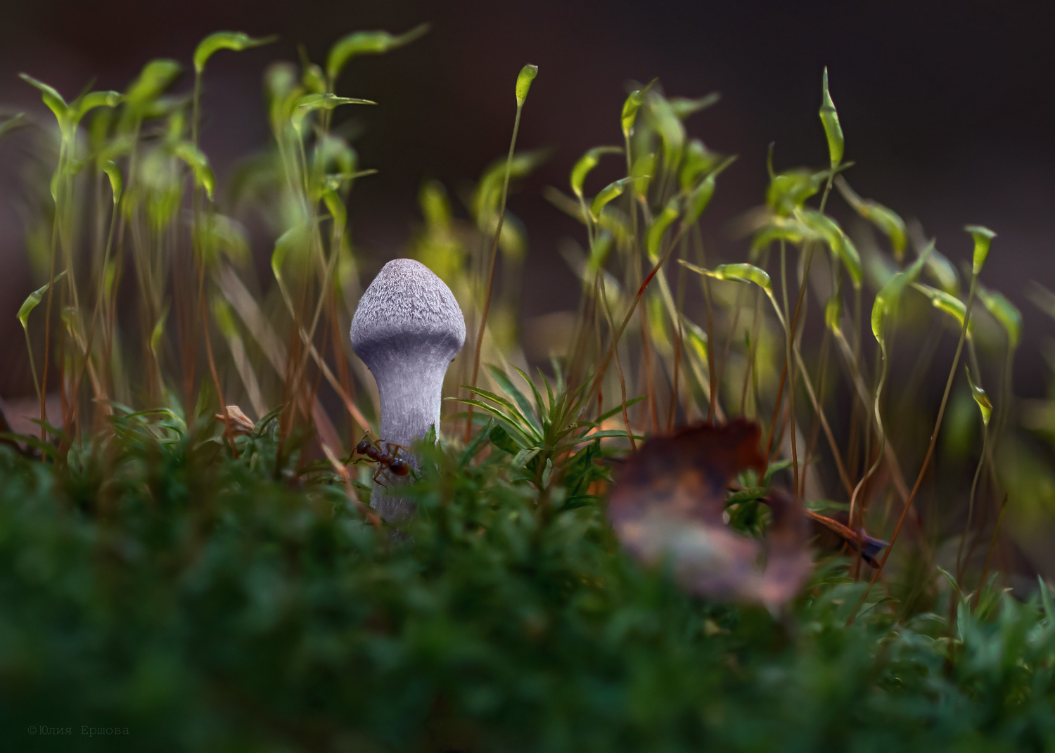 гриб, поганка, лес, осень, муравей, мох, макро, macro, Ершова Юлия