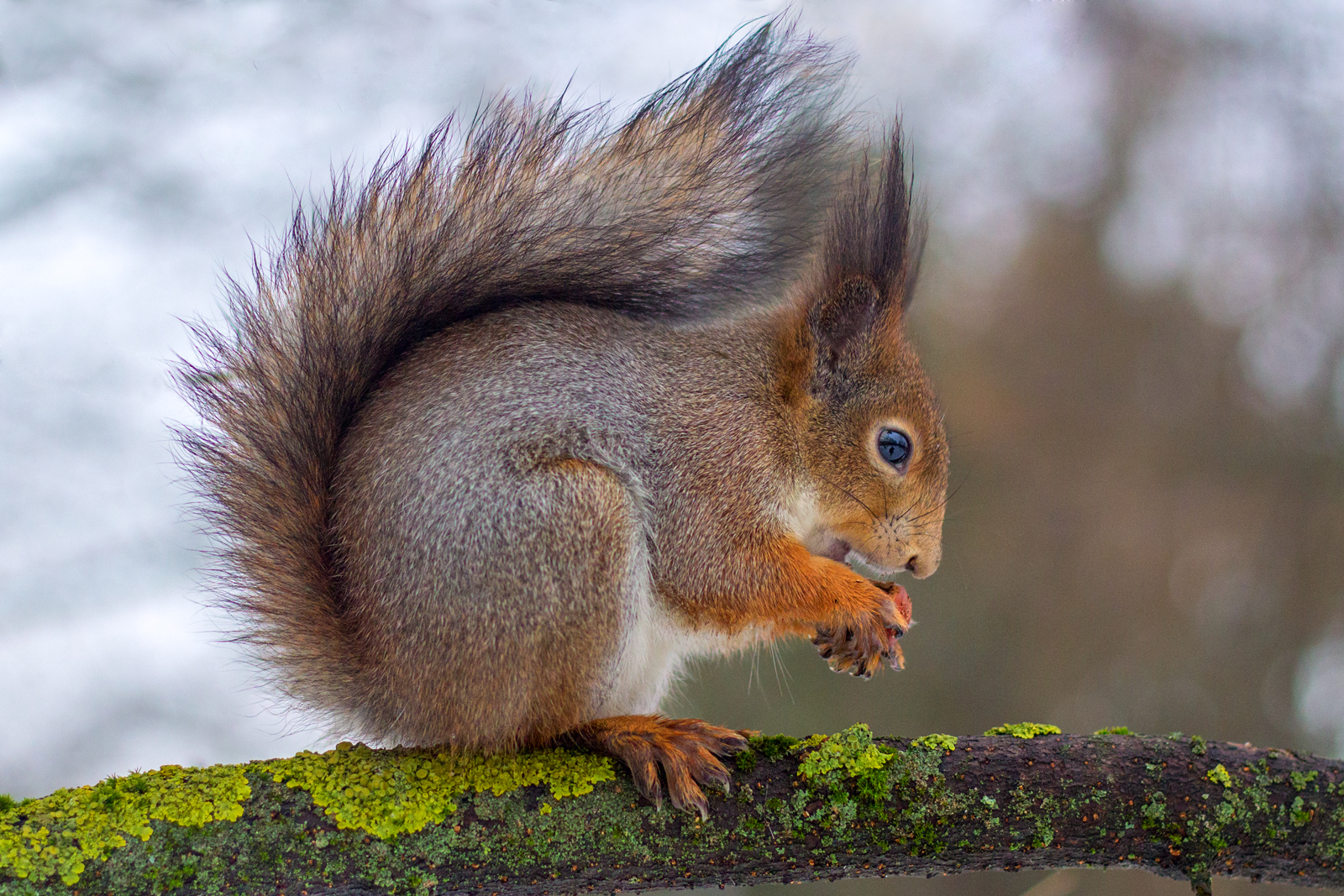 stm 50 1.8, Алексеев Сергей