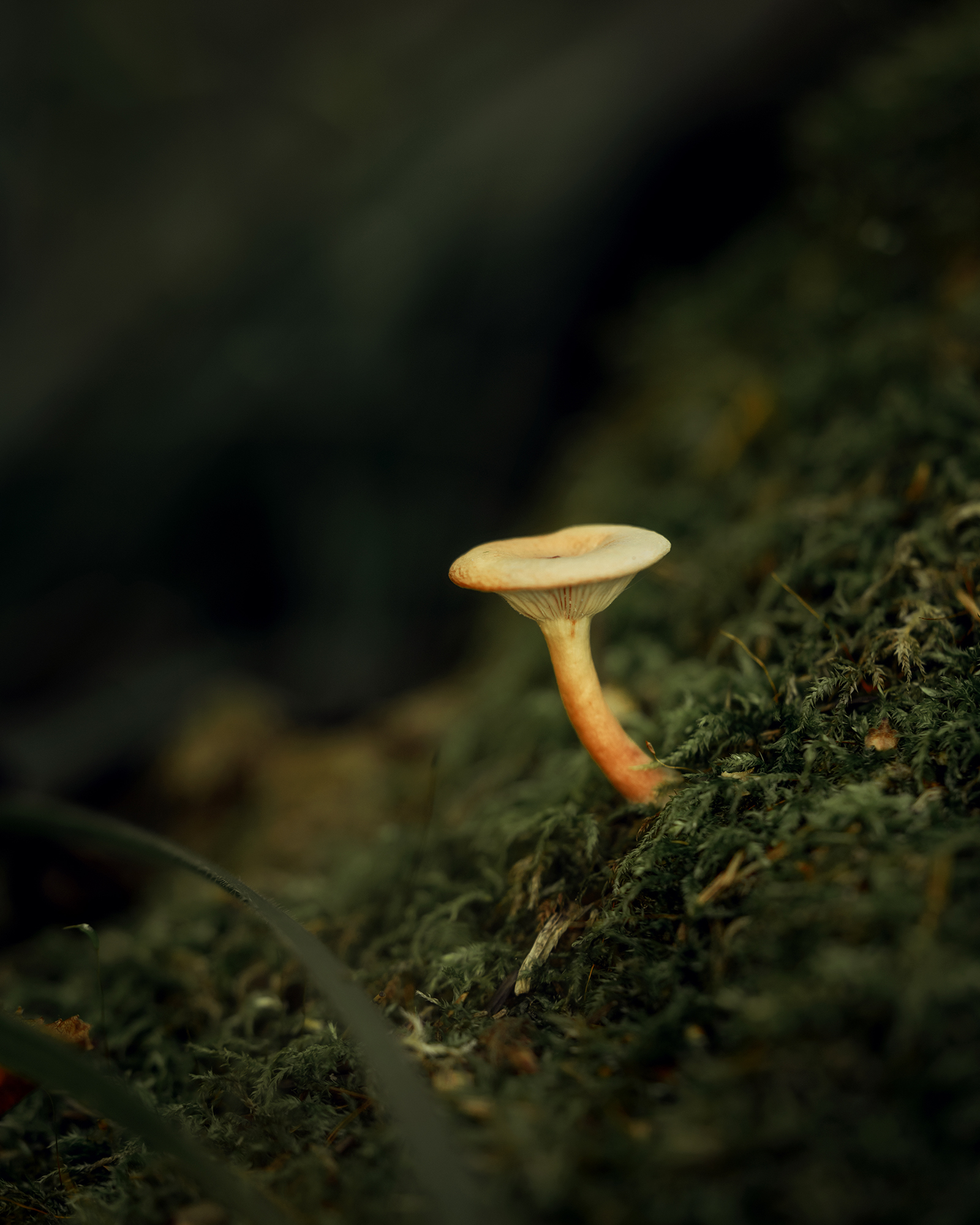 лес, природа, макро, гриб, растение, Завьялова Людмила