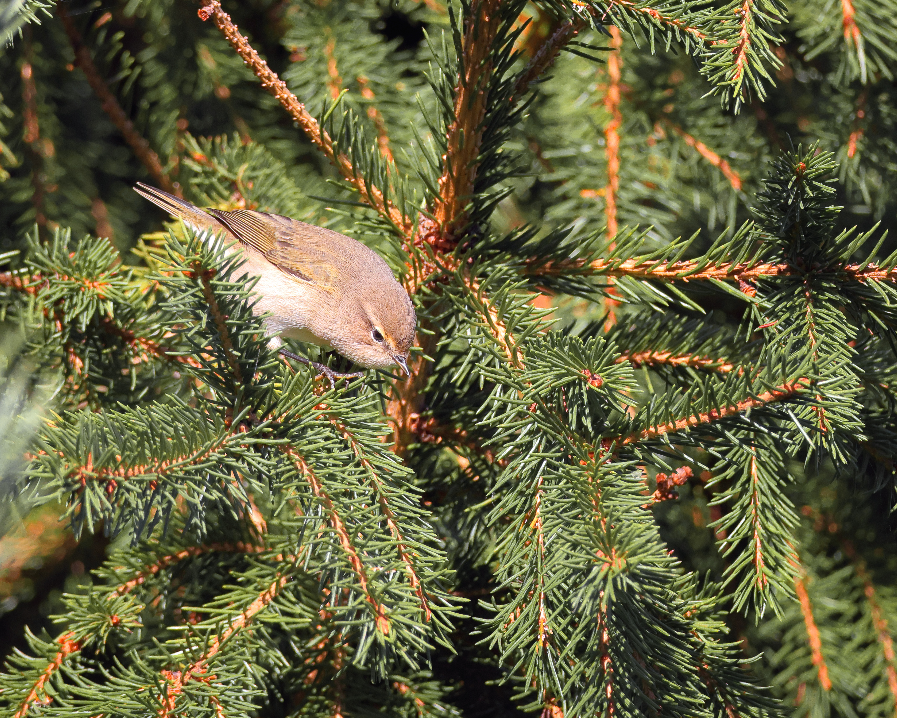 , Александр Титов