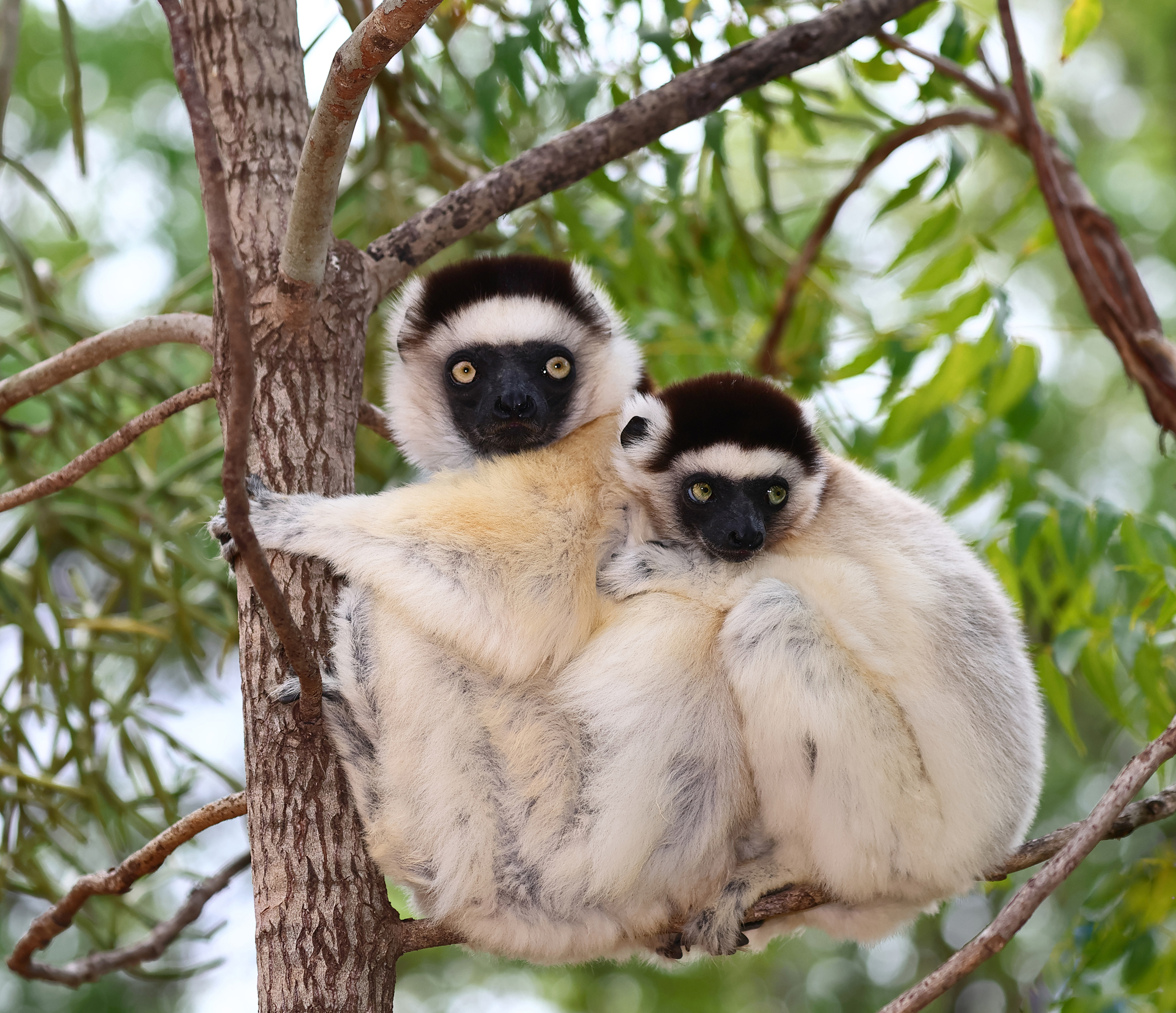 , Гудков Андрей