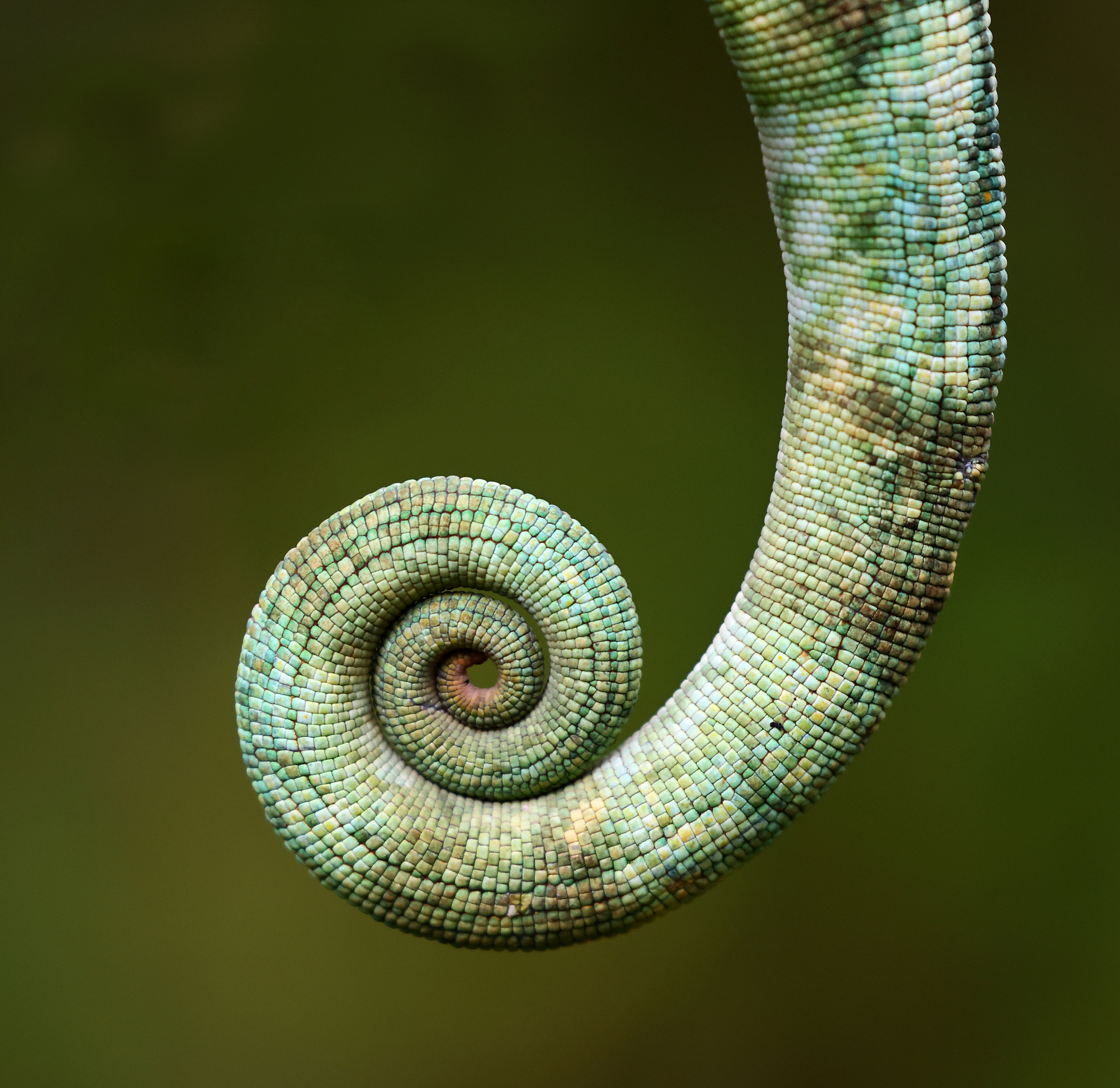 , Гудков Андрей