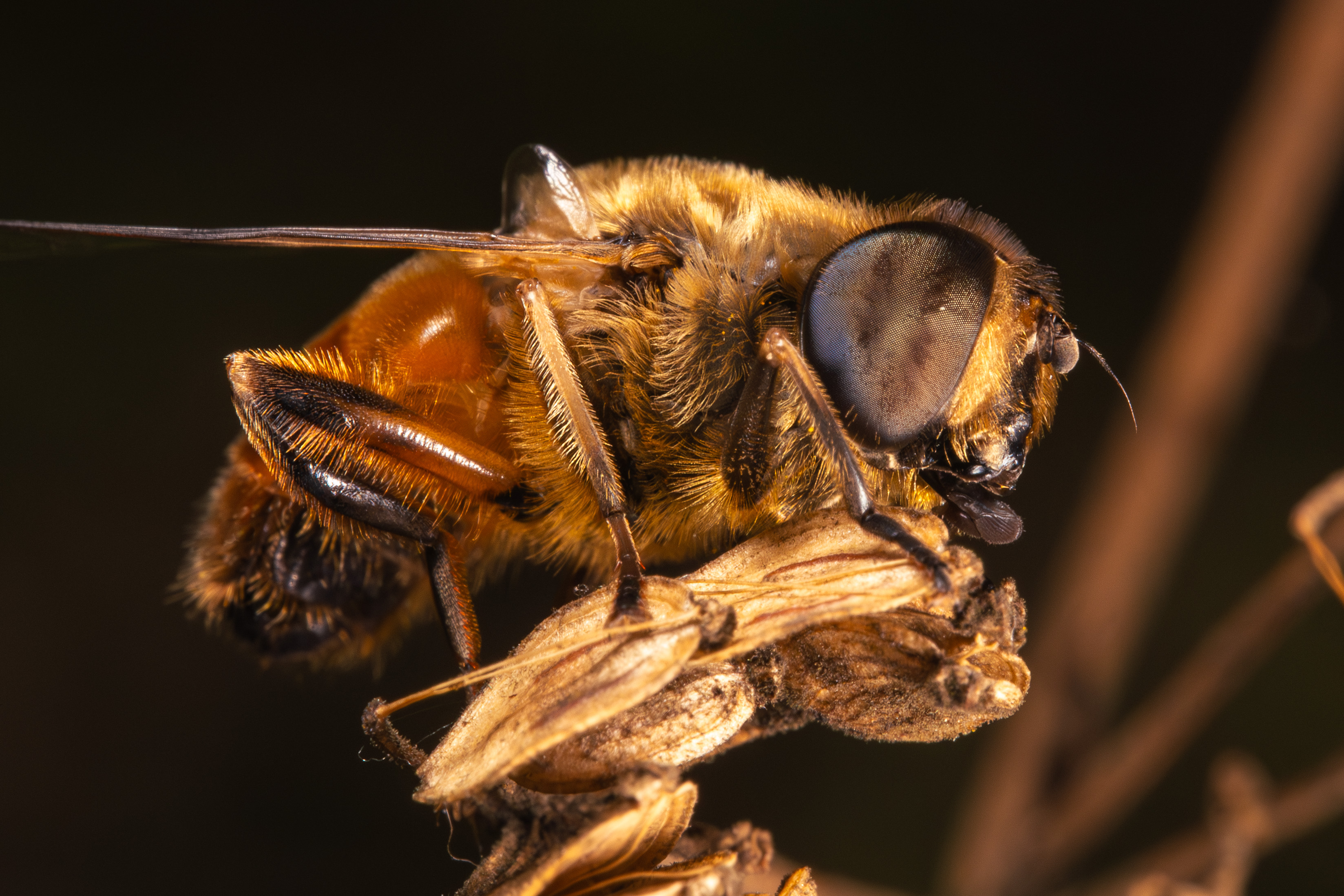 , Ольга Таланцева