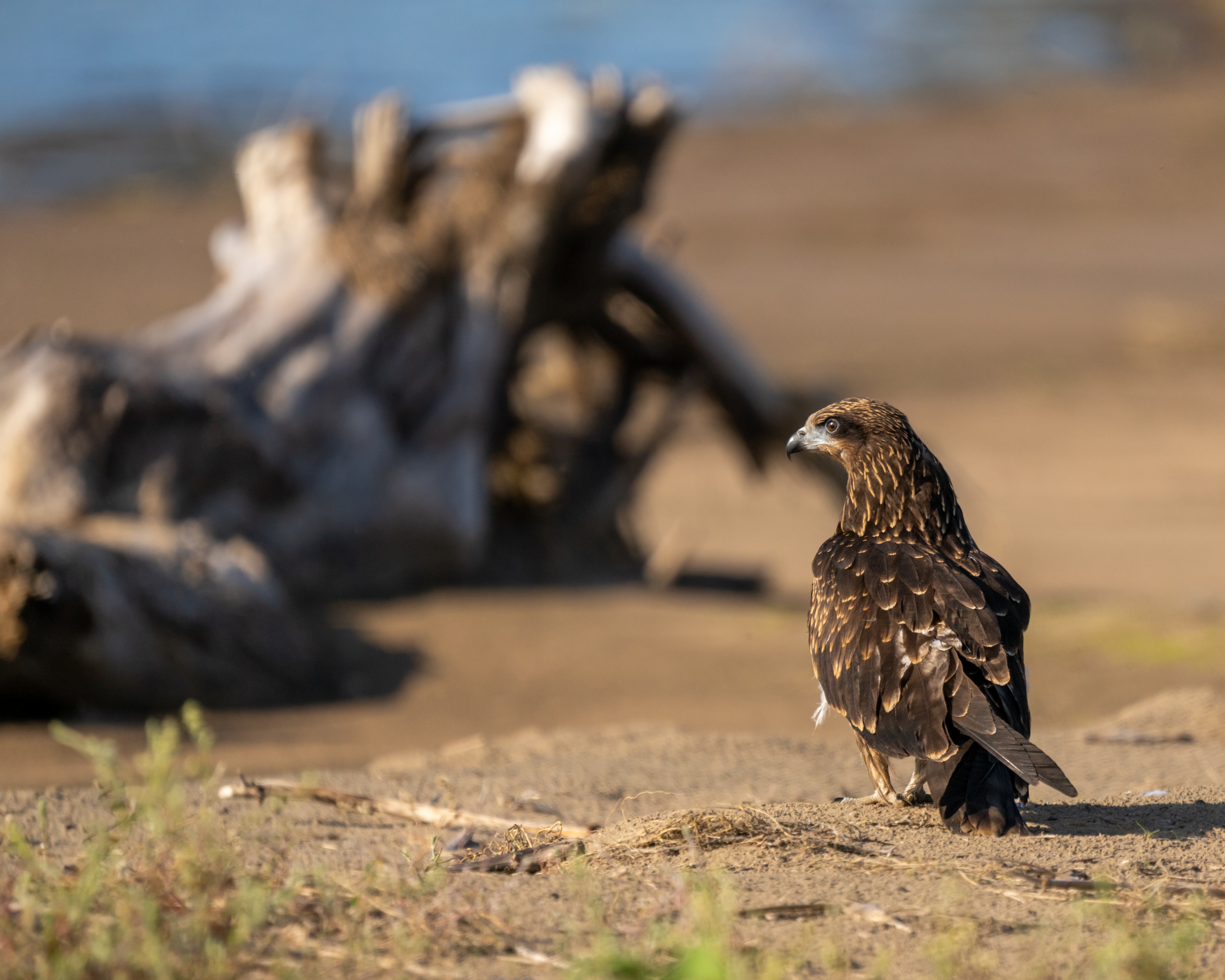 коршун, черный коршун, бердвочинг, птицы сибири, сибирь, Екатерина Дубровская