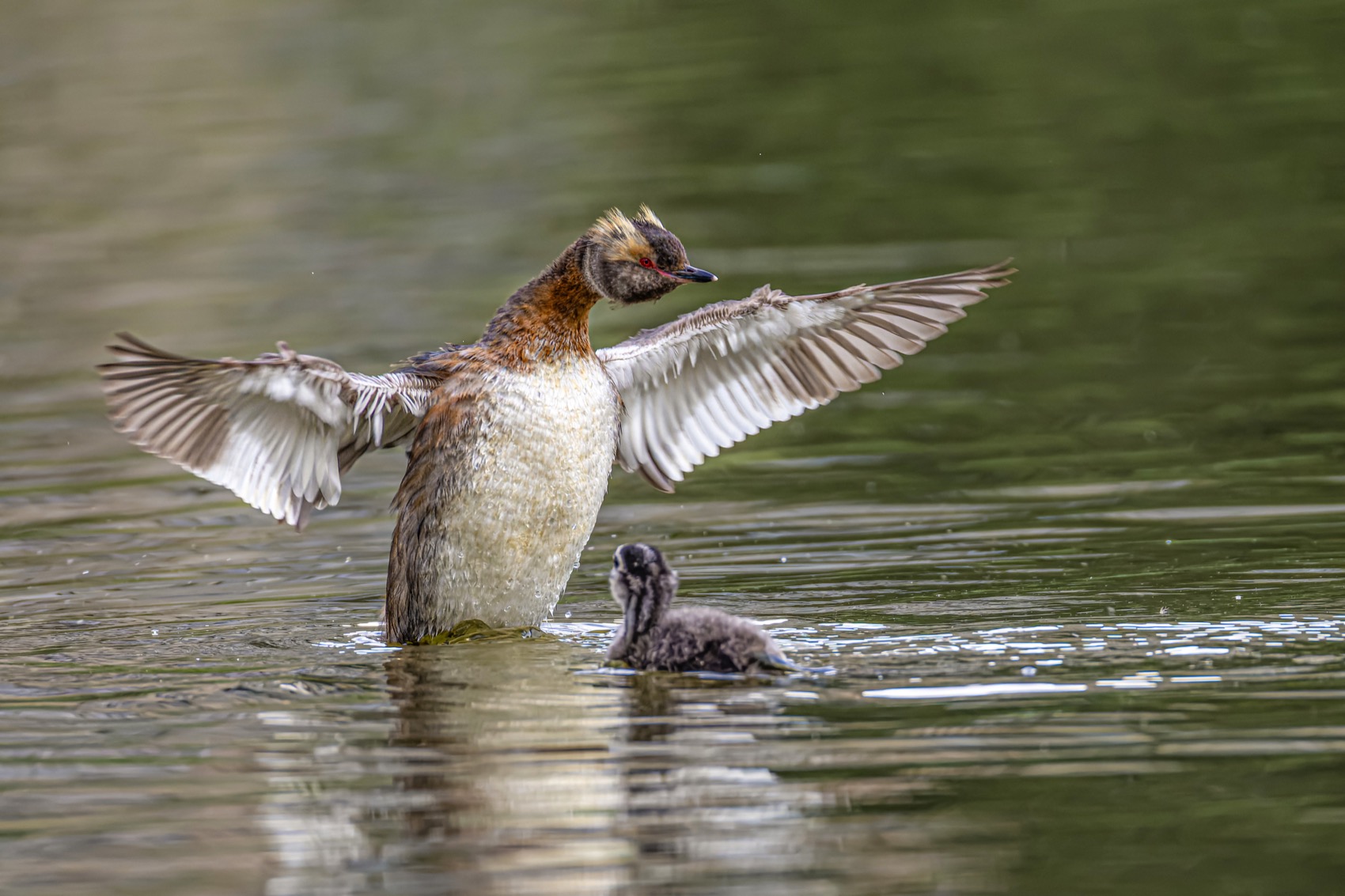 красношейная поганка, птицы, поганка, птенцы, Ruslan Pl