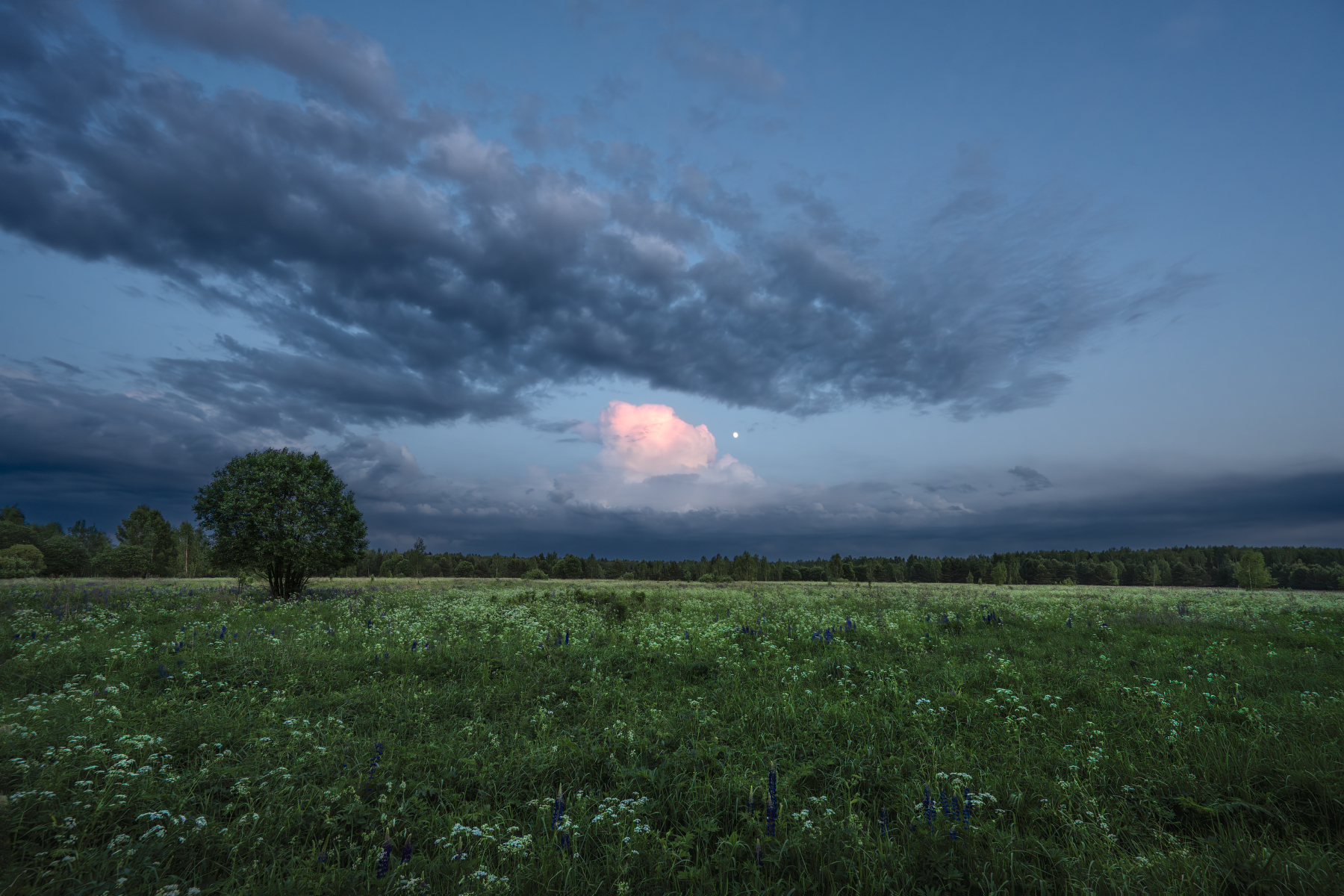 вечер, поле, деревья, луна, небо, облака, свет, цветы, Виталий Полуэктов