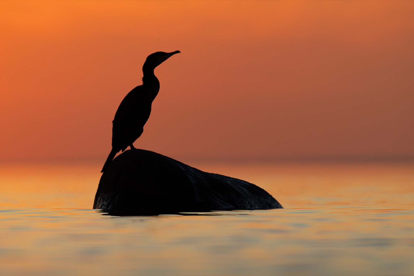 баклан, закат, финский залив, птицы, Ruslan Pl