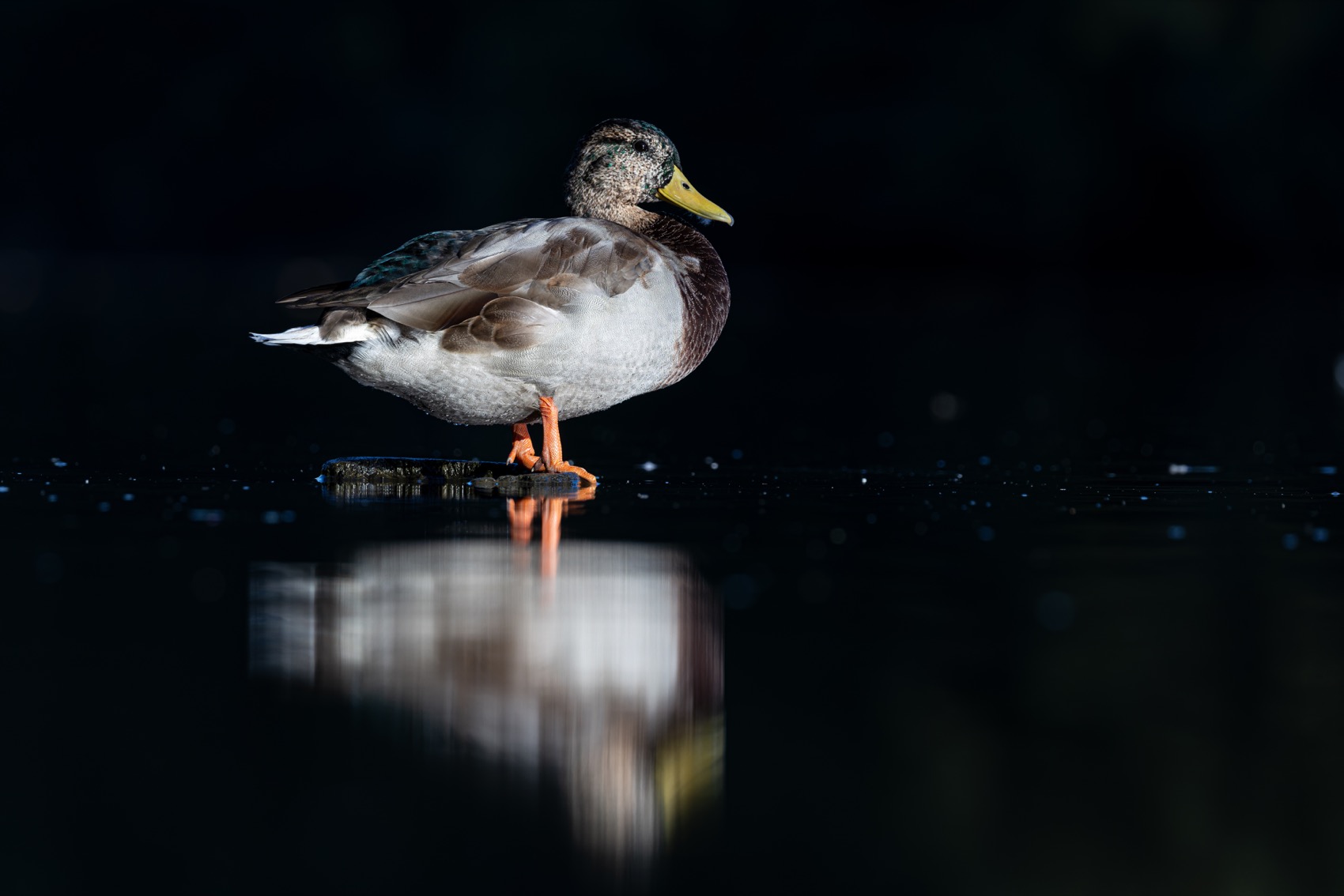 кряква, утка, птицы, Ruslan Pl