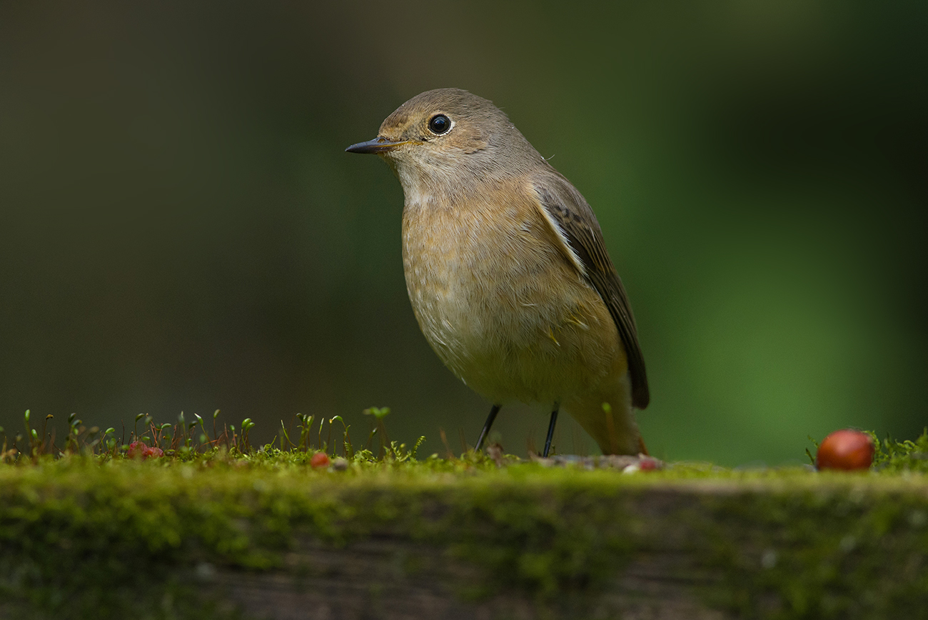 горихвостка,самка,осень, Иван