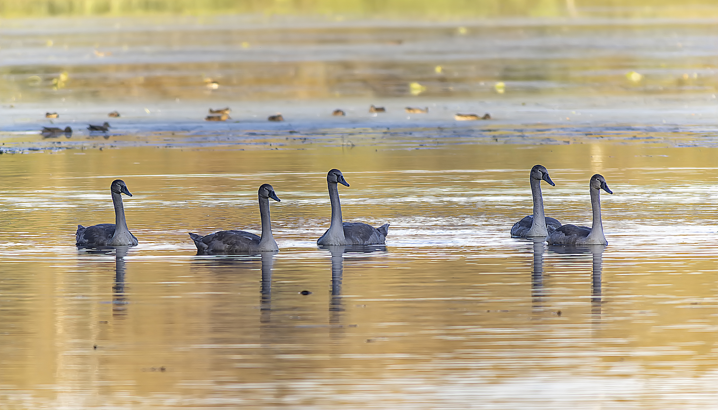 озеро, лебеди шипуны, вечер, осень, Широких Александр