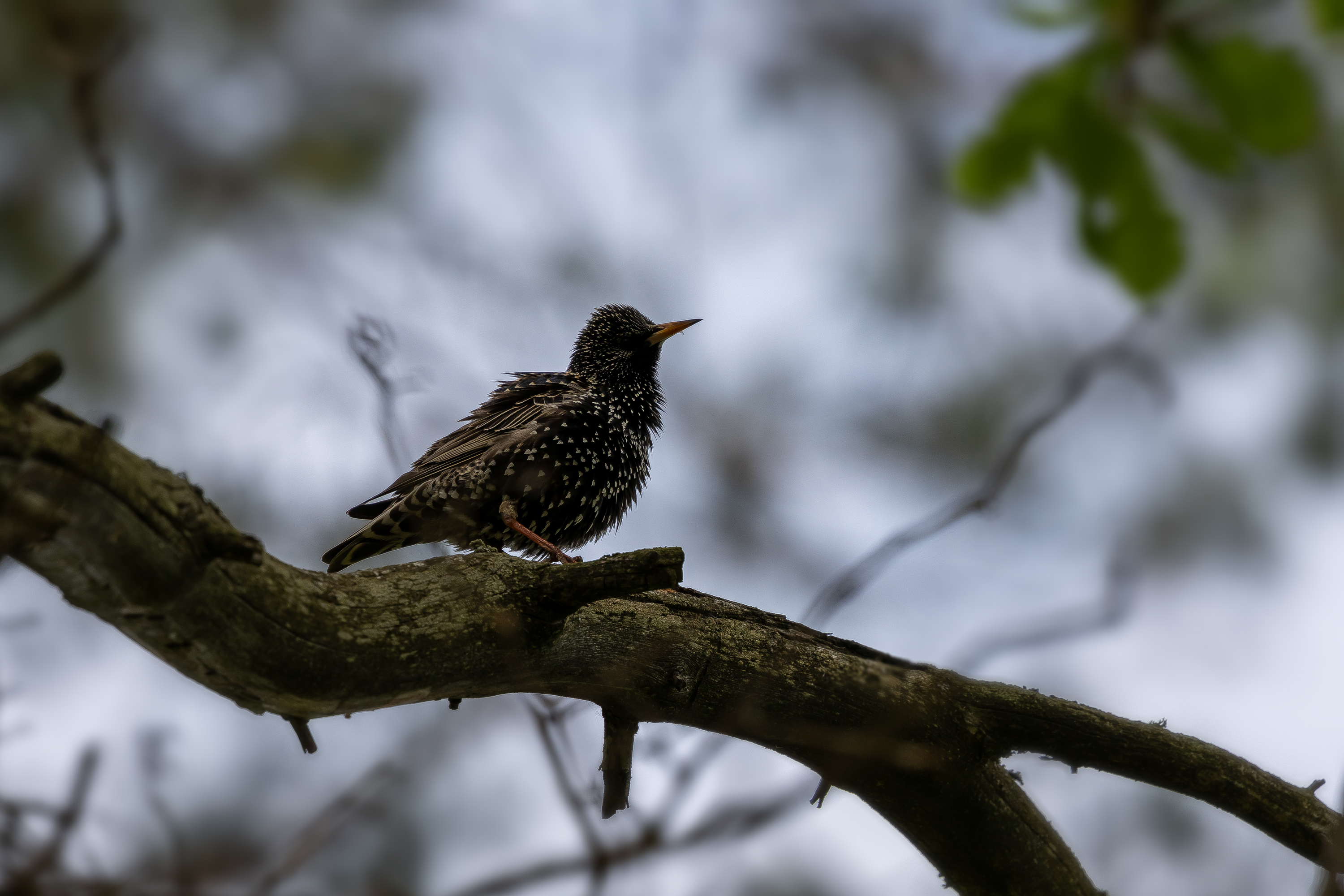 , Кузнецов Дмитрий