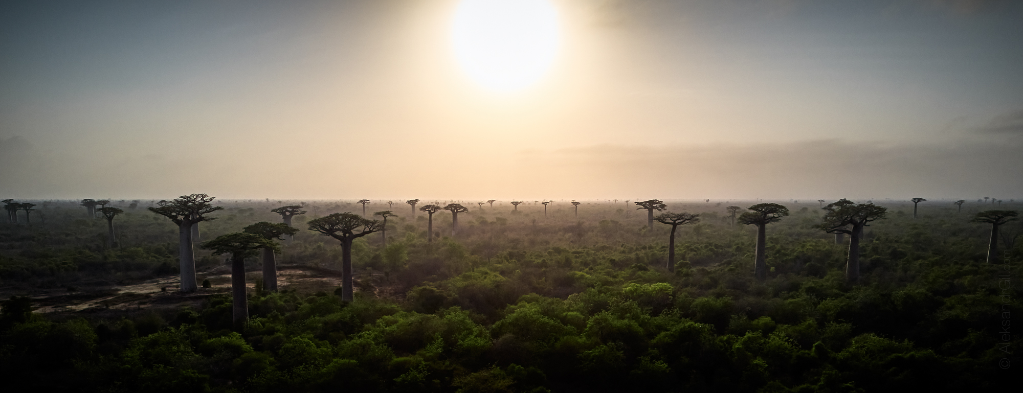 madagascar, baobab, мадагаскар, баобаб, Гиль Александр
