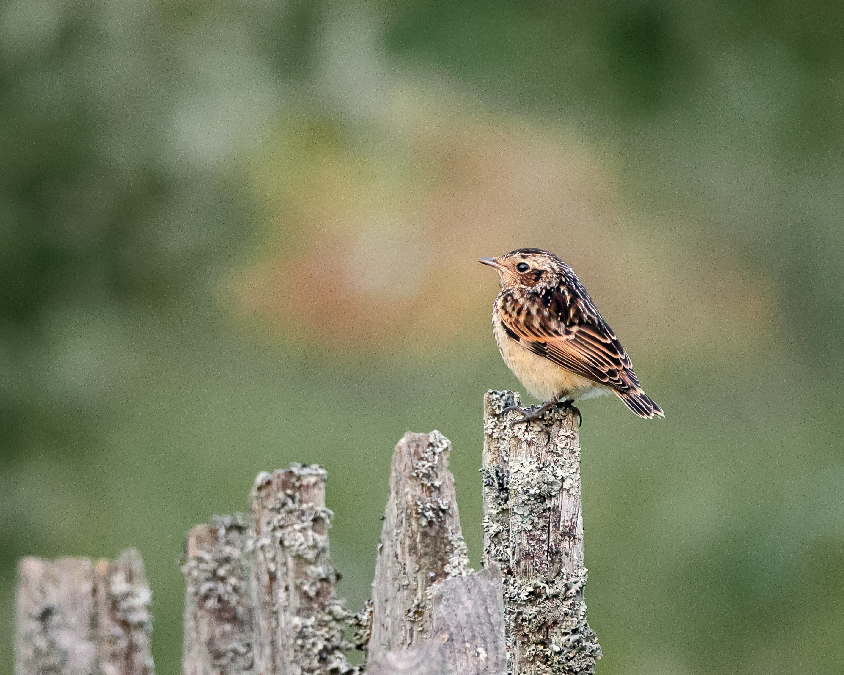 птицы, фотоохота, природа, Александр Титов