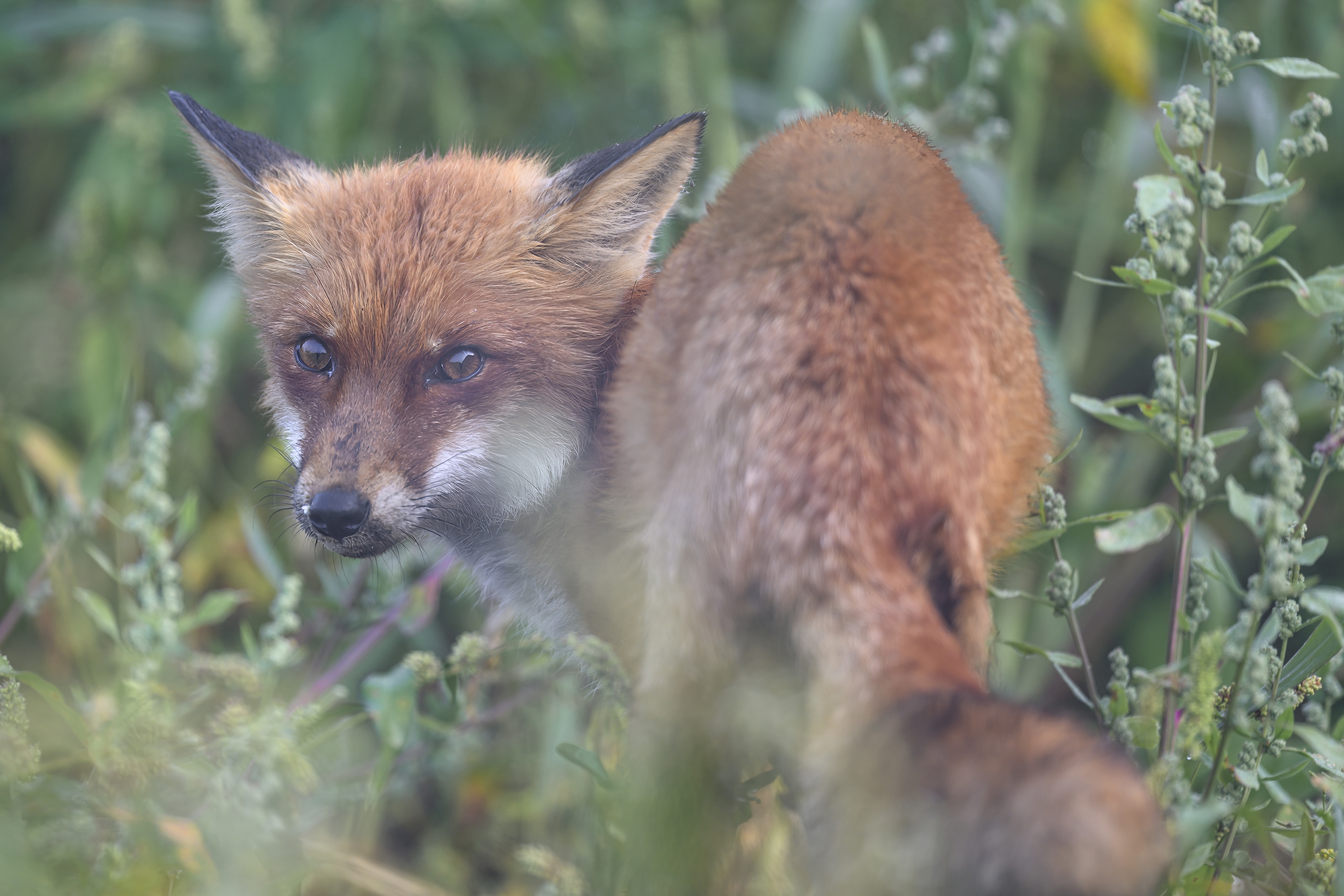 , Пупонин Сергей