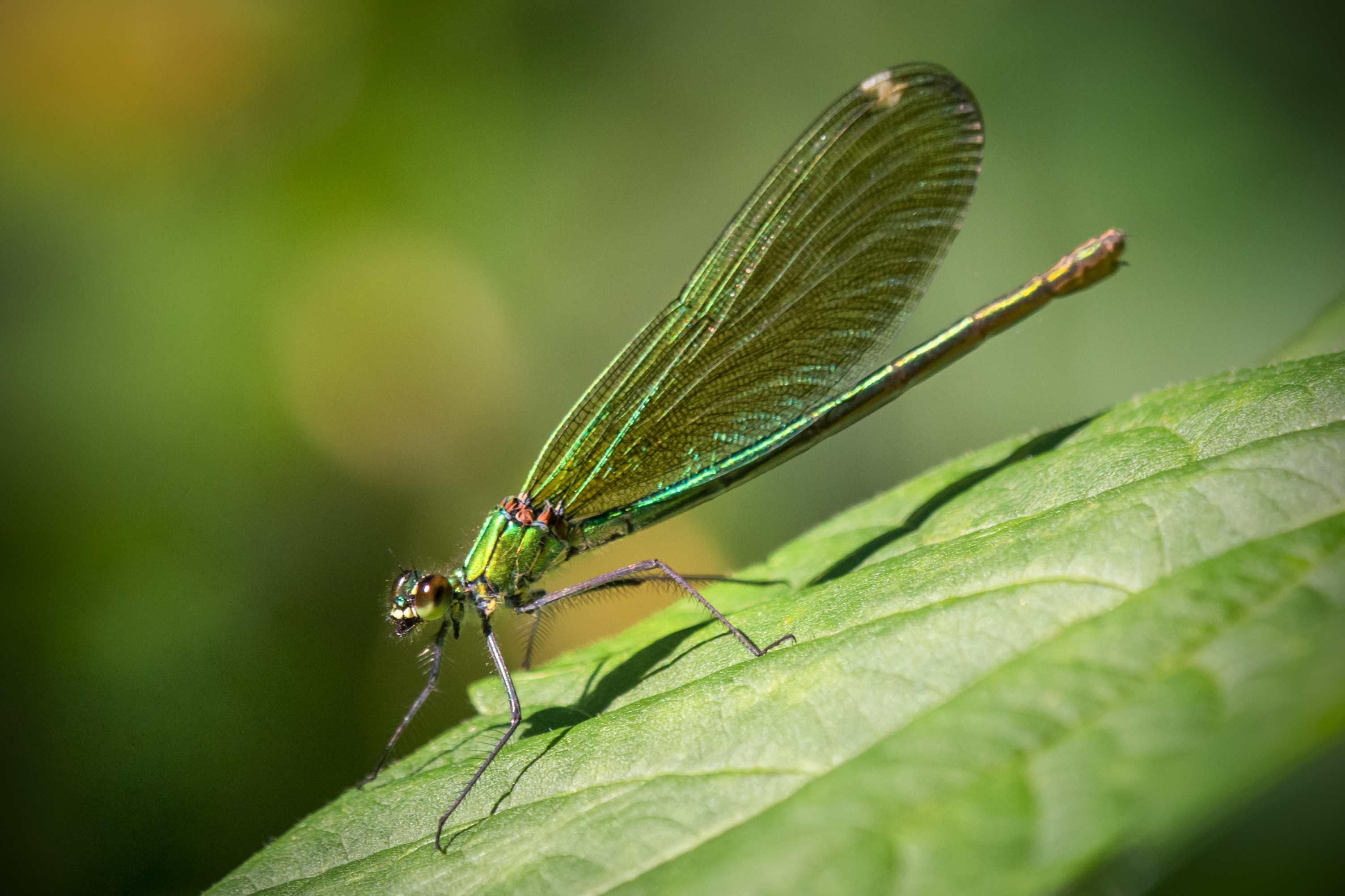 , Алексеев Сергей