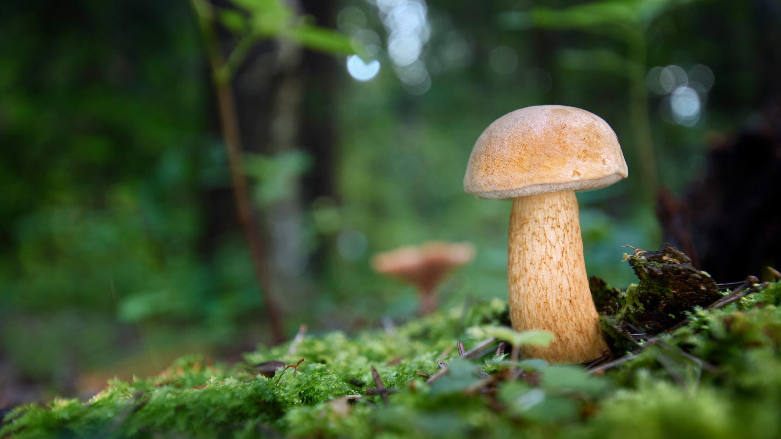 гриб, Валерий Вождаев