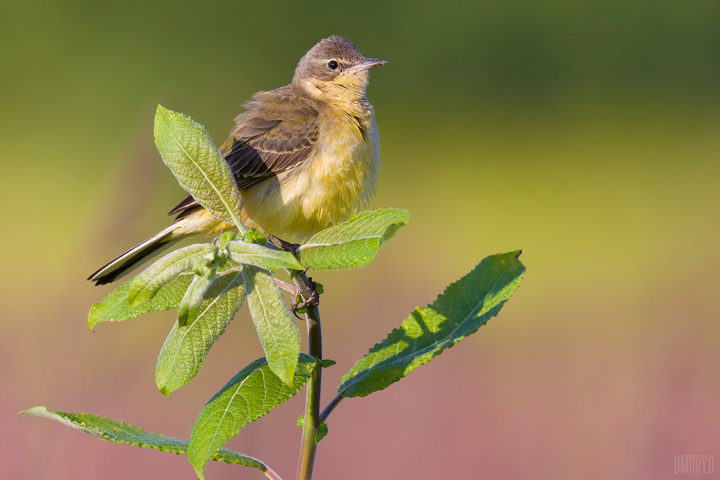 , Дмитрий Доронин