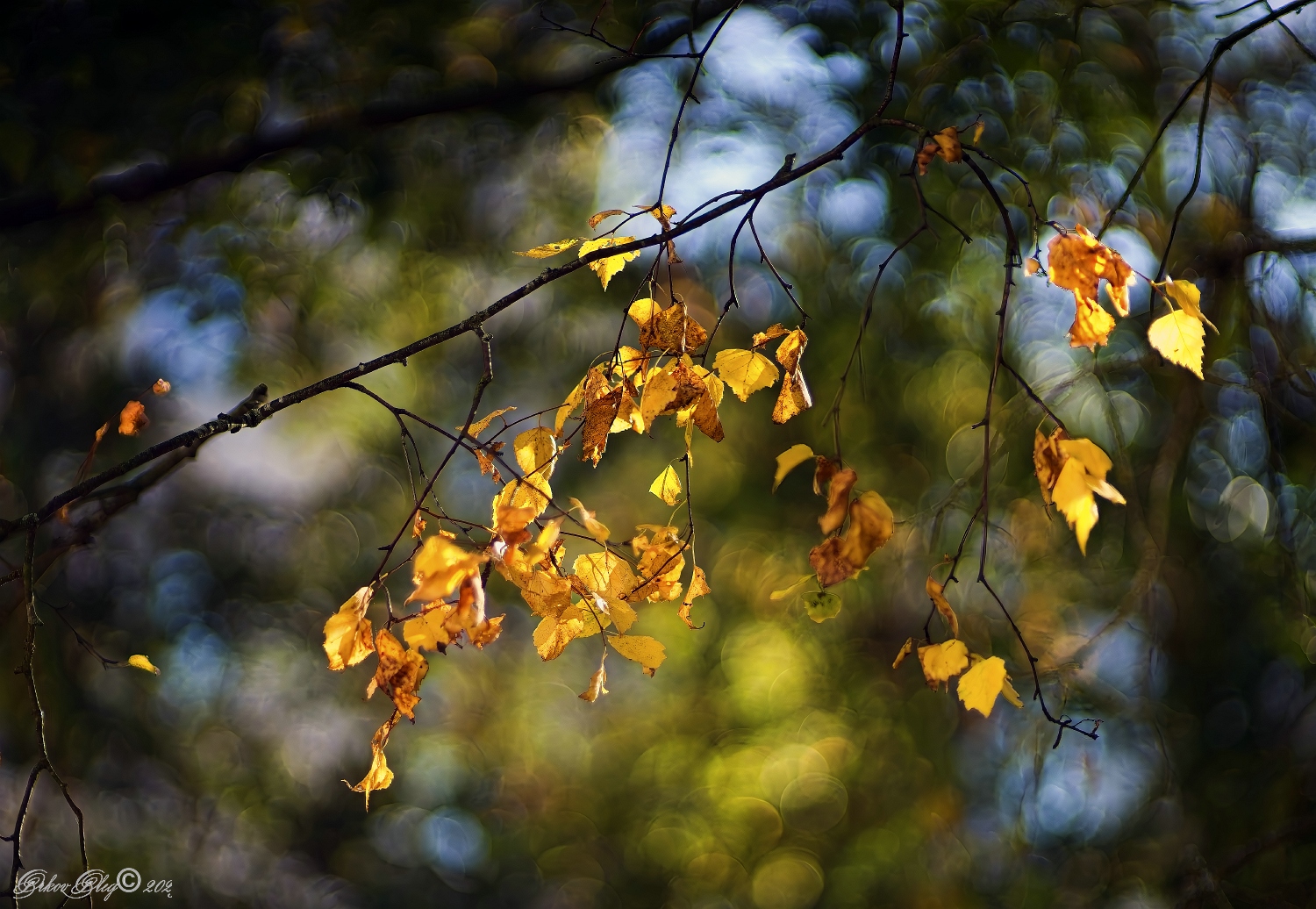 , Орлов Олег