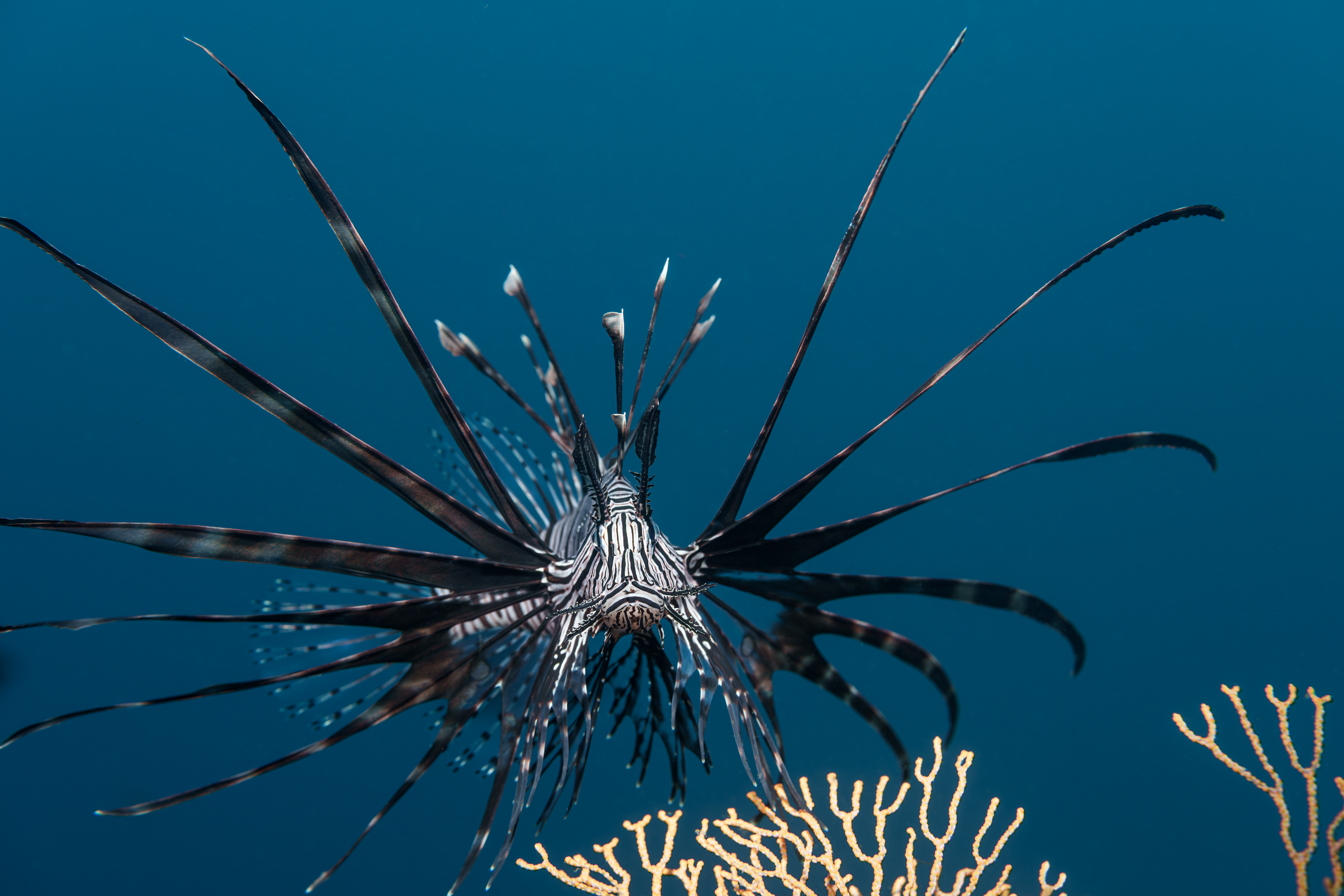 , Савин Андрей