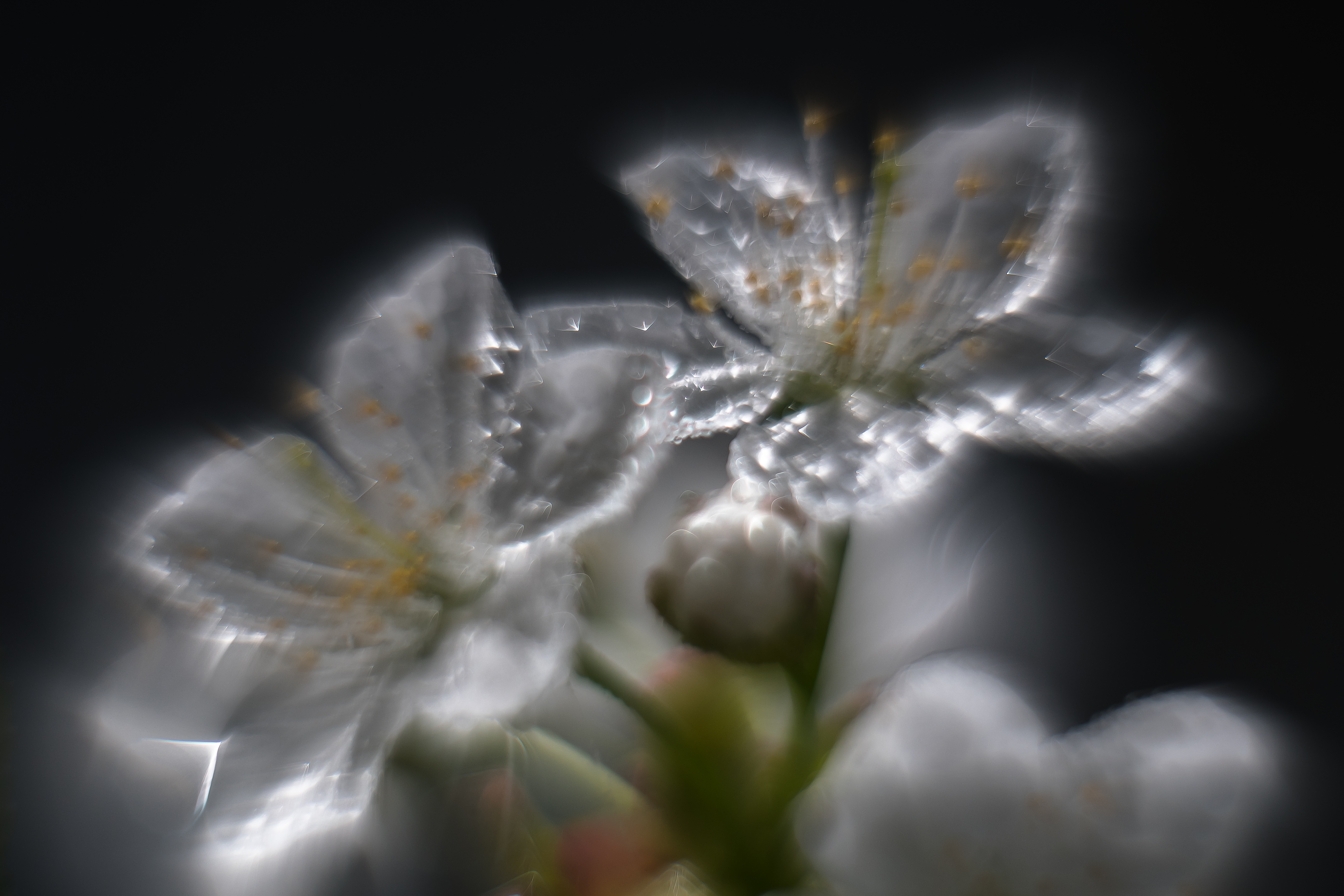 черешня, цветы, лепестки, дождь, капли, Соварцева Ксения