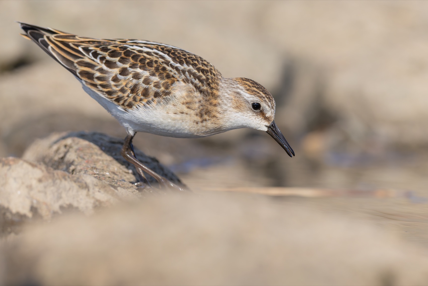 кулик-воробей, кулик, воробей, птицы, кулик воробей, Ruslan Pl