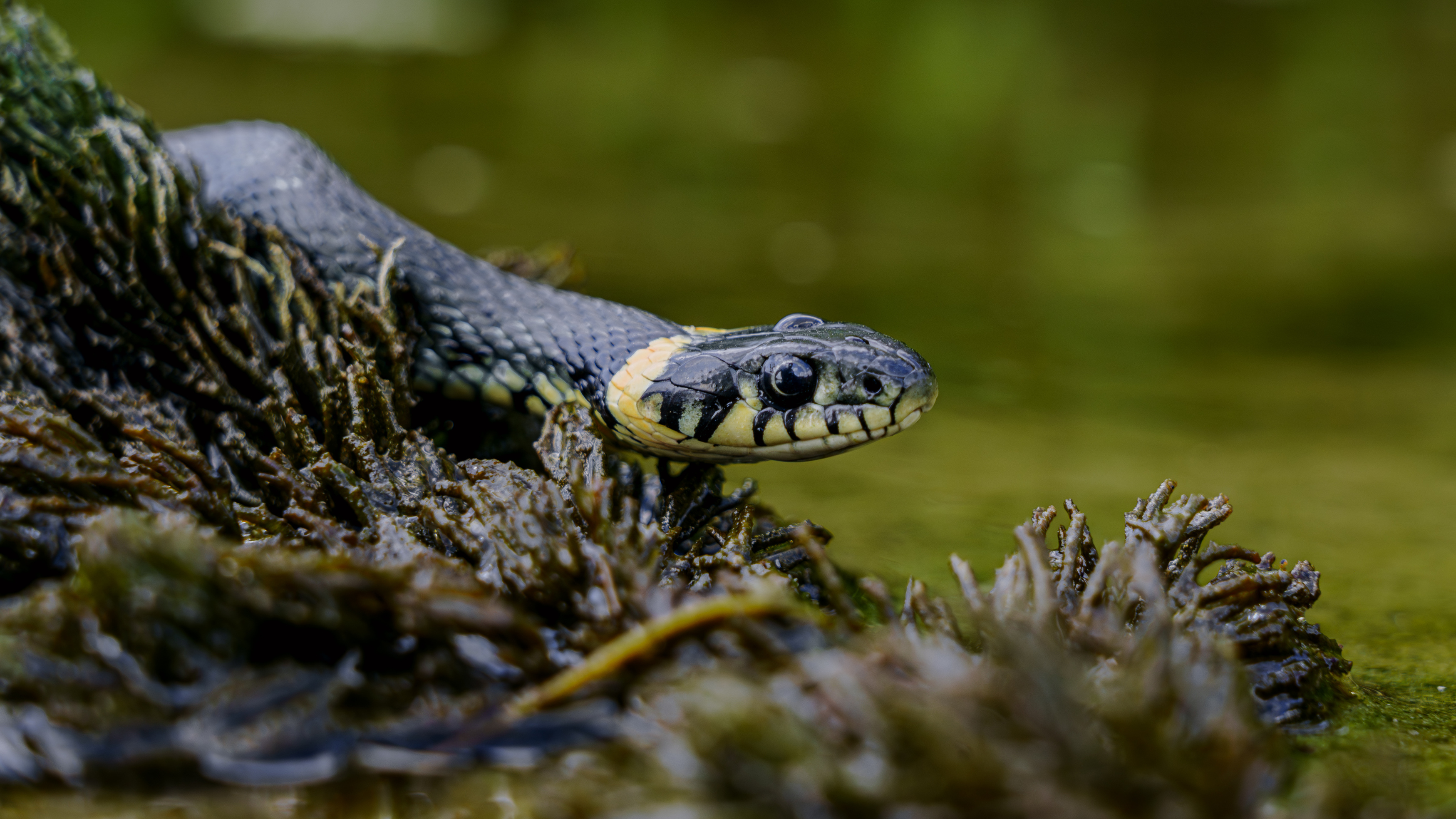 , Вертиков Юрий