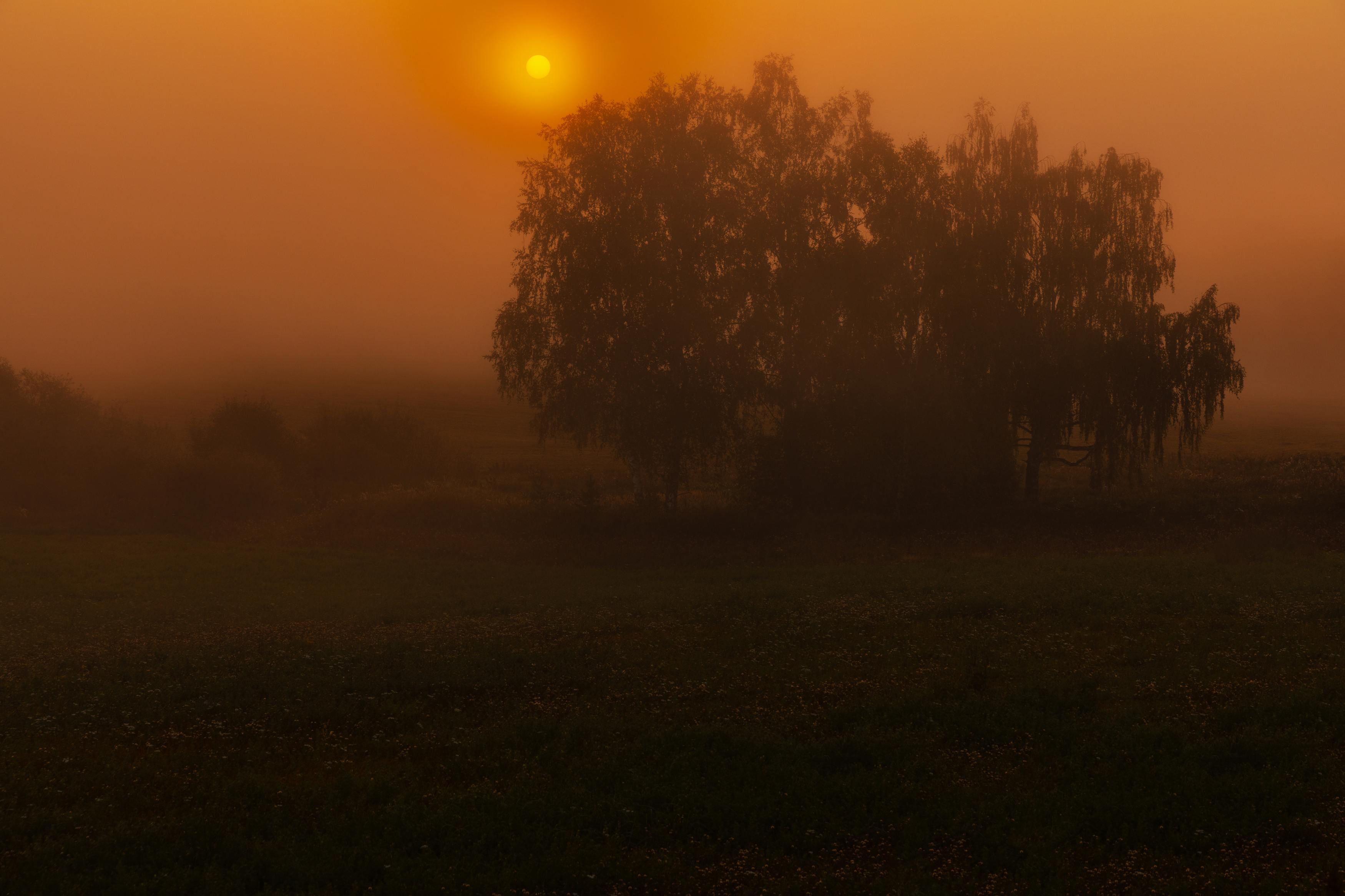 abashkin sergey,абашкин сергей, природа, forest, nature, пейзаж, туман, утро, рассвет, нижний новгород, нижегородчина, майморы, кужутки, дальнее константиново, Абашкин Сергей