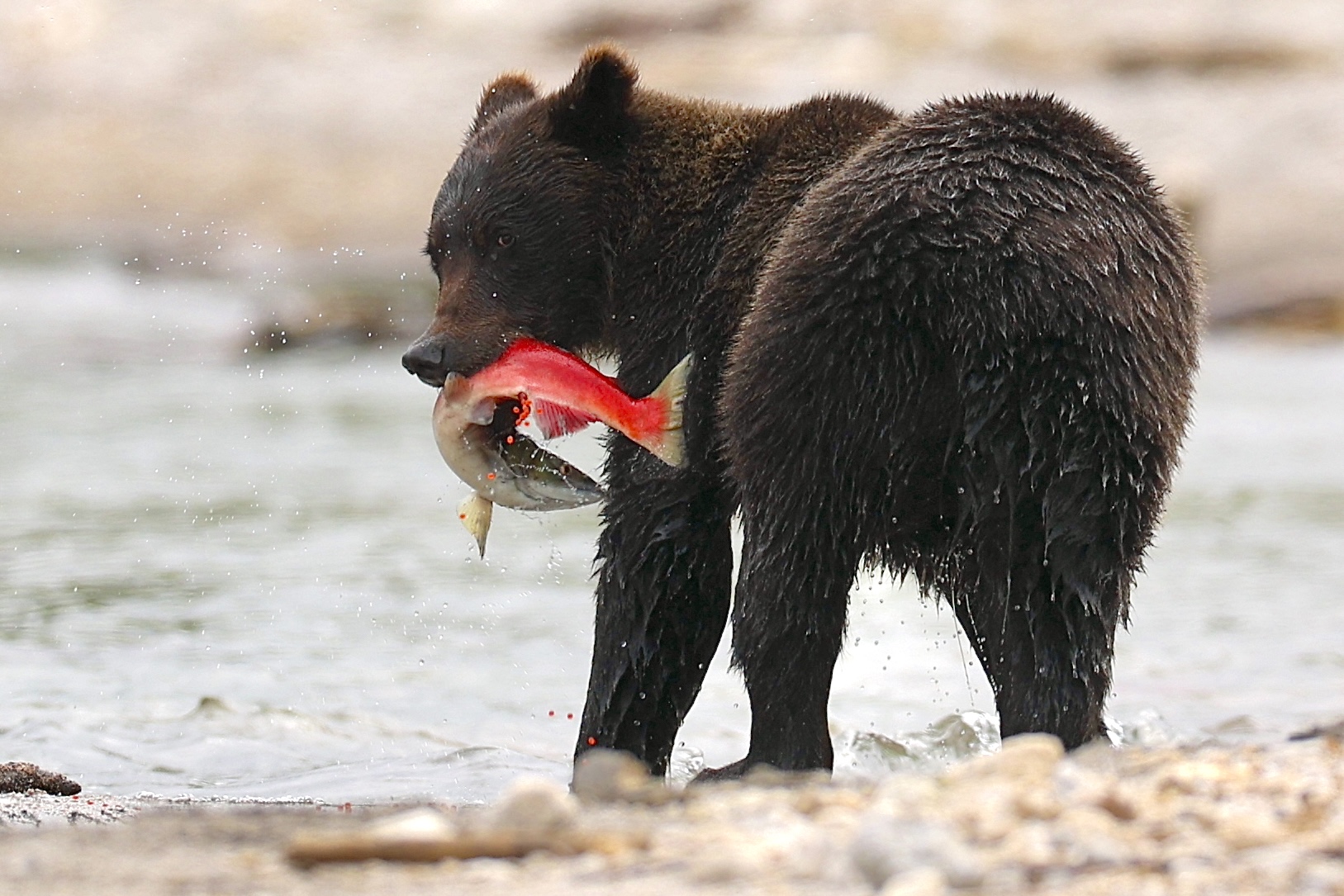 , Голубков Леонид