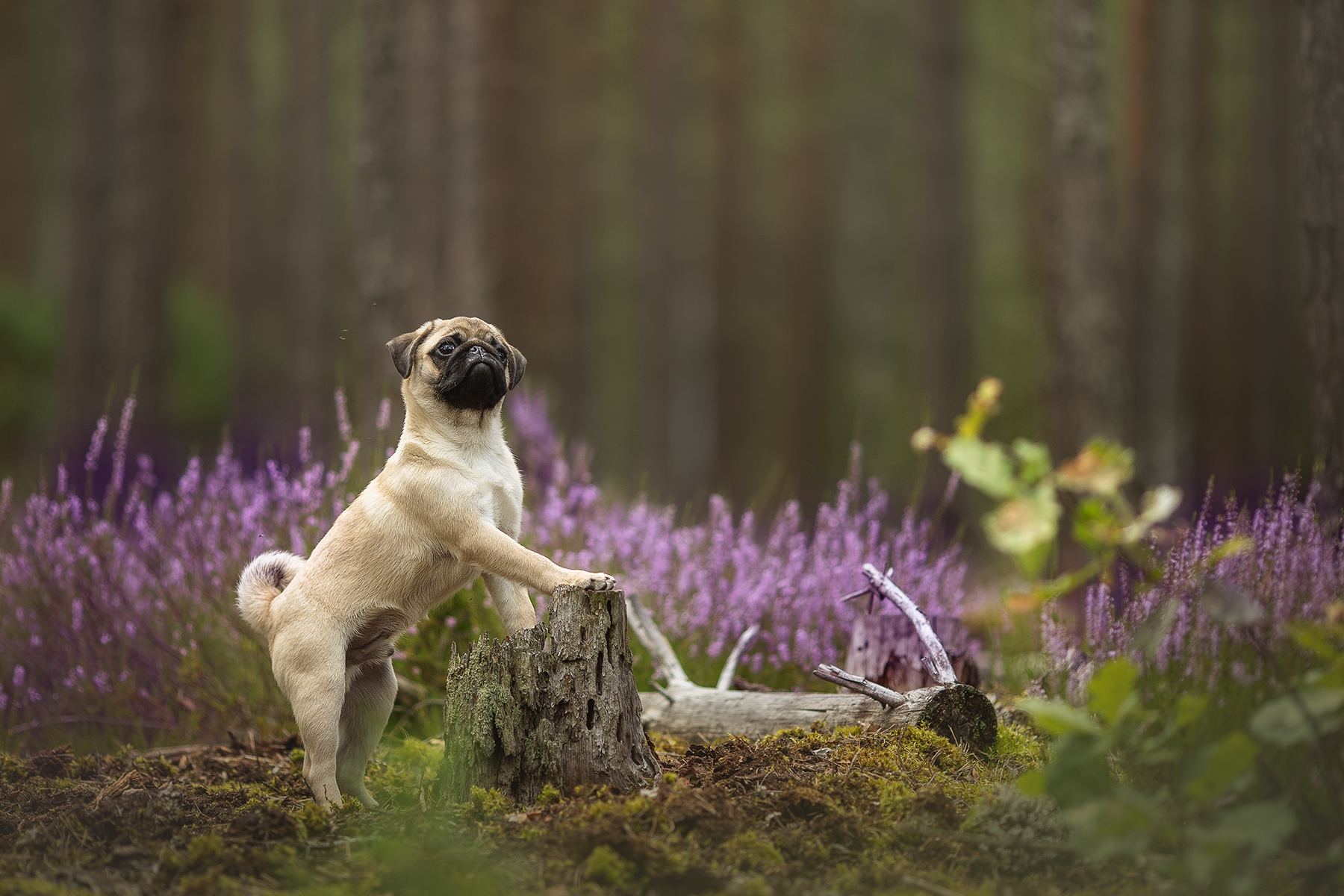 , Елена Самусенкова