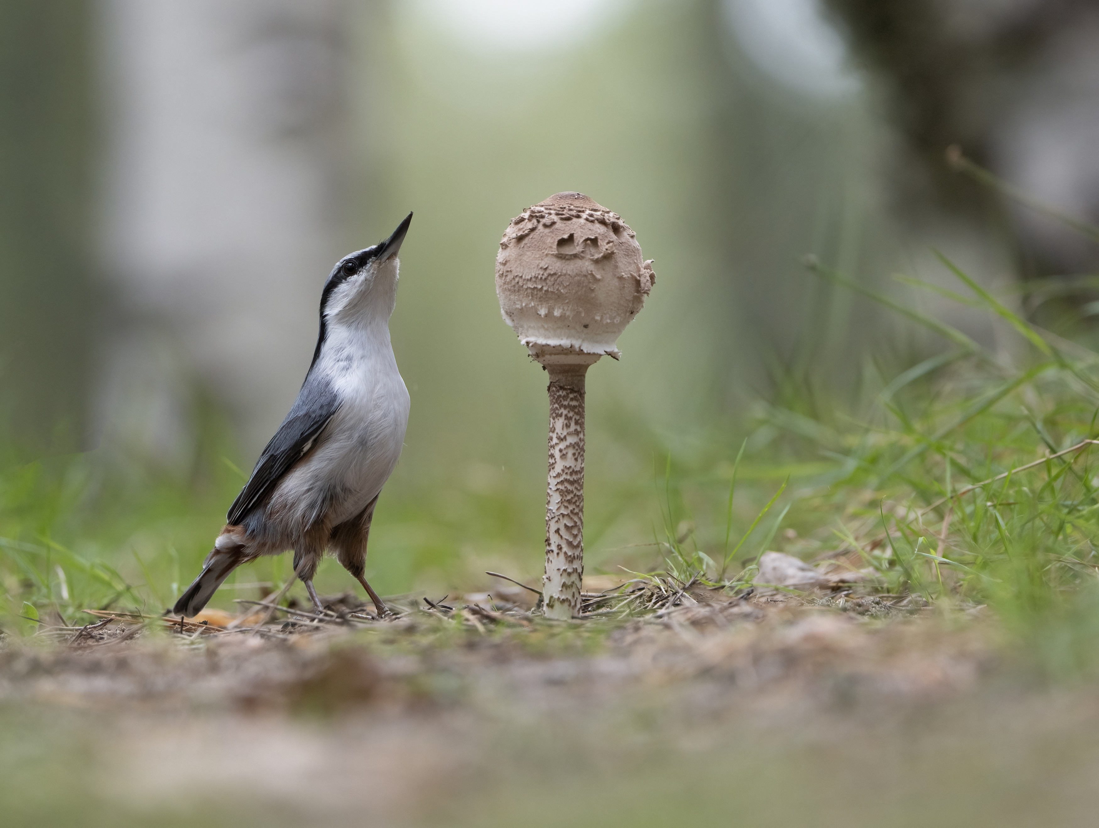 гриб,природа, лето,лес,поползень, Андрей Киселёв