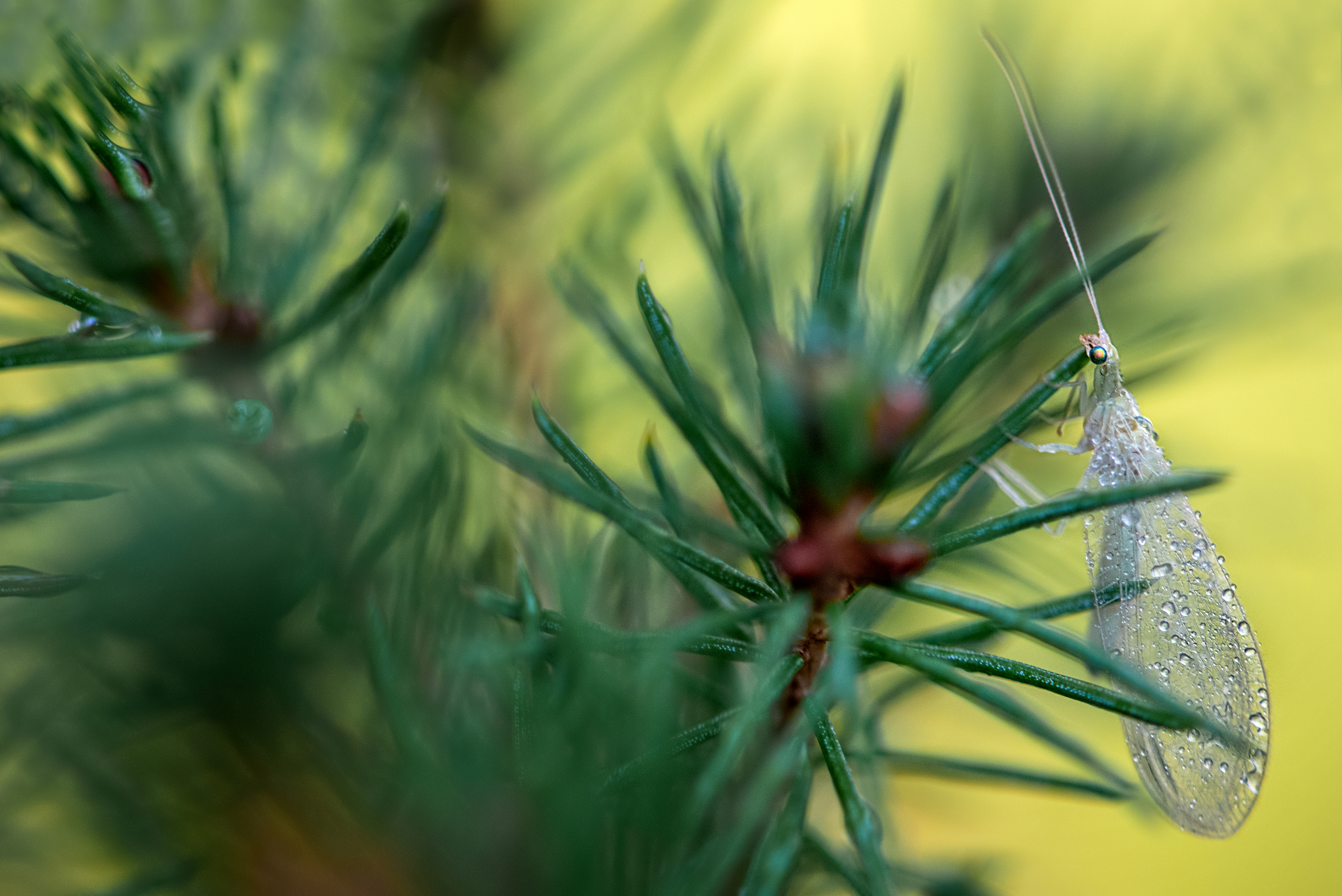 насекомые, макро, Анастасия Думинская