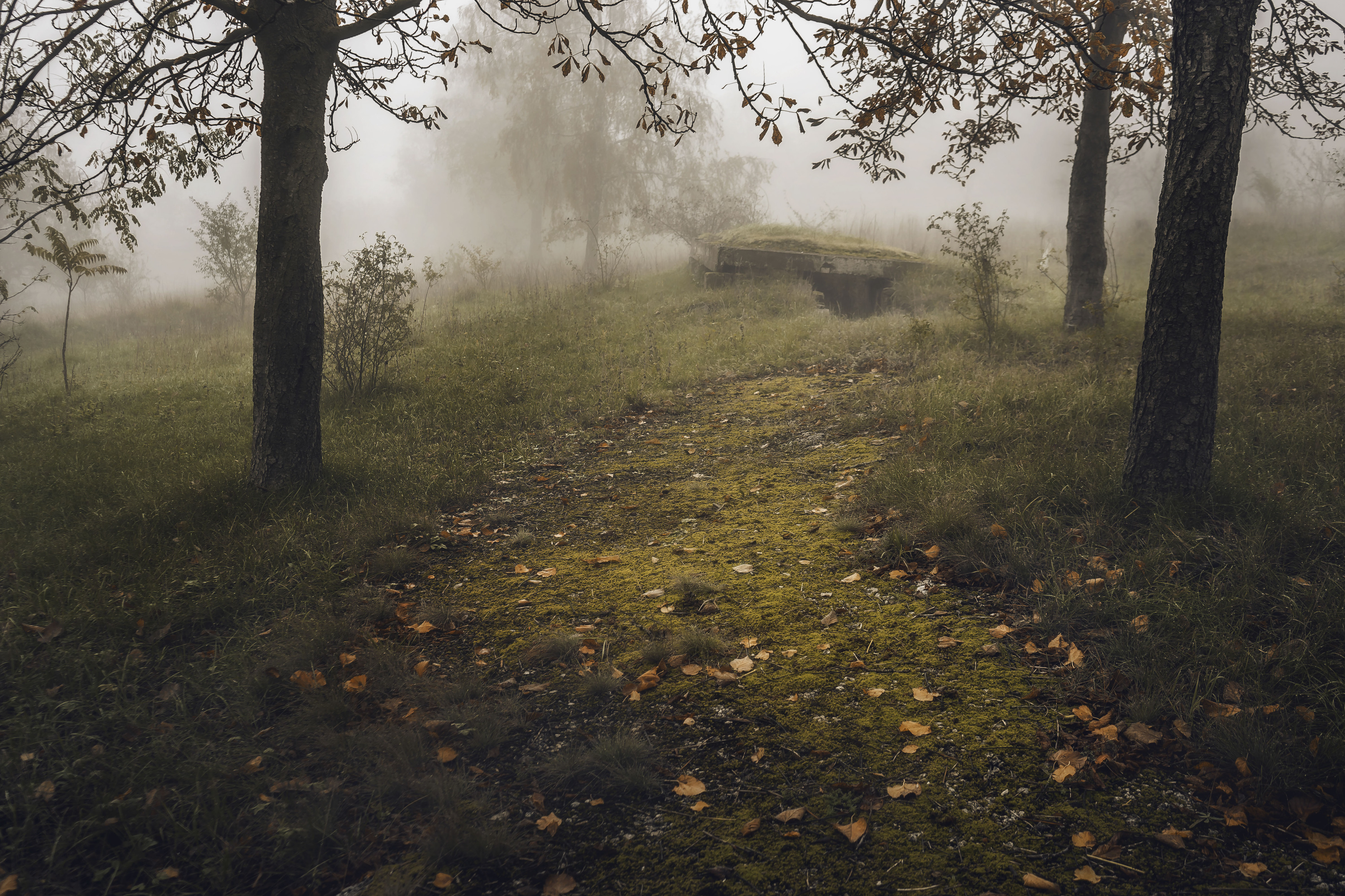 fog, mist, morning, autumn, forest, path, silence, nature, atmospheric, dreamy, cinematic, moody, landscape, trees, mystery, quiet, soft light, romantic, fine art, poetic, woodland, golden hour, peaceful, melancholic, fairytale, nature lovers, magic, phot, Oleg Suhenko