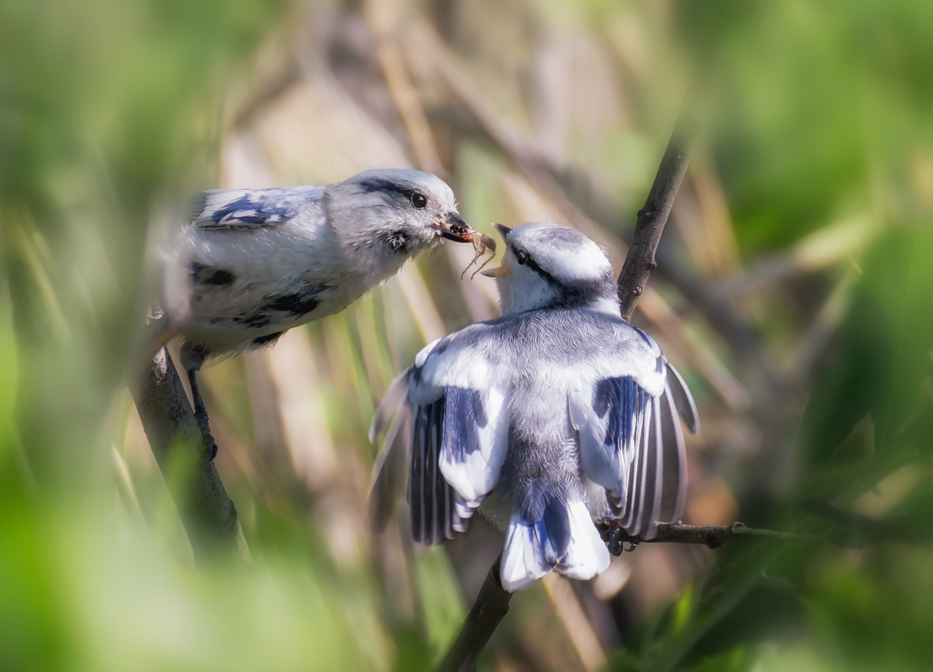 птица, князёк, белаялазоревка, кормление, птенец,, Мочалова Марина