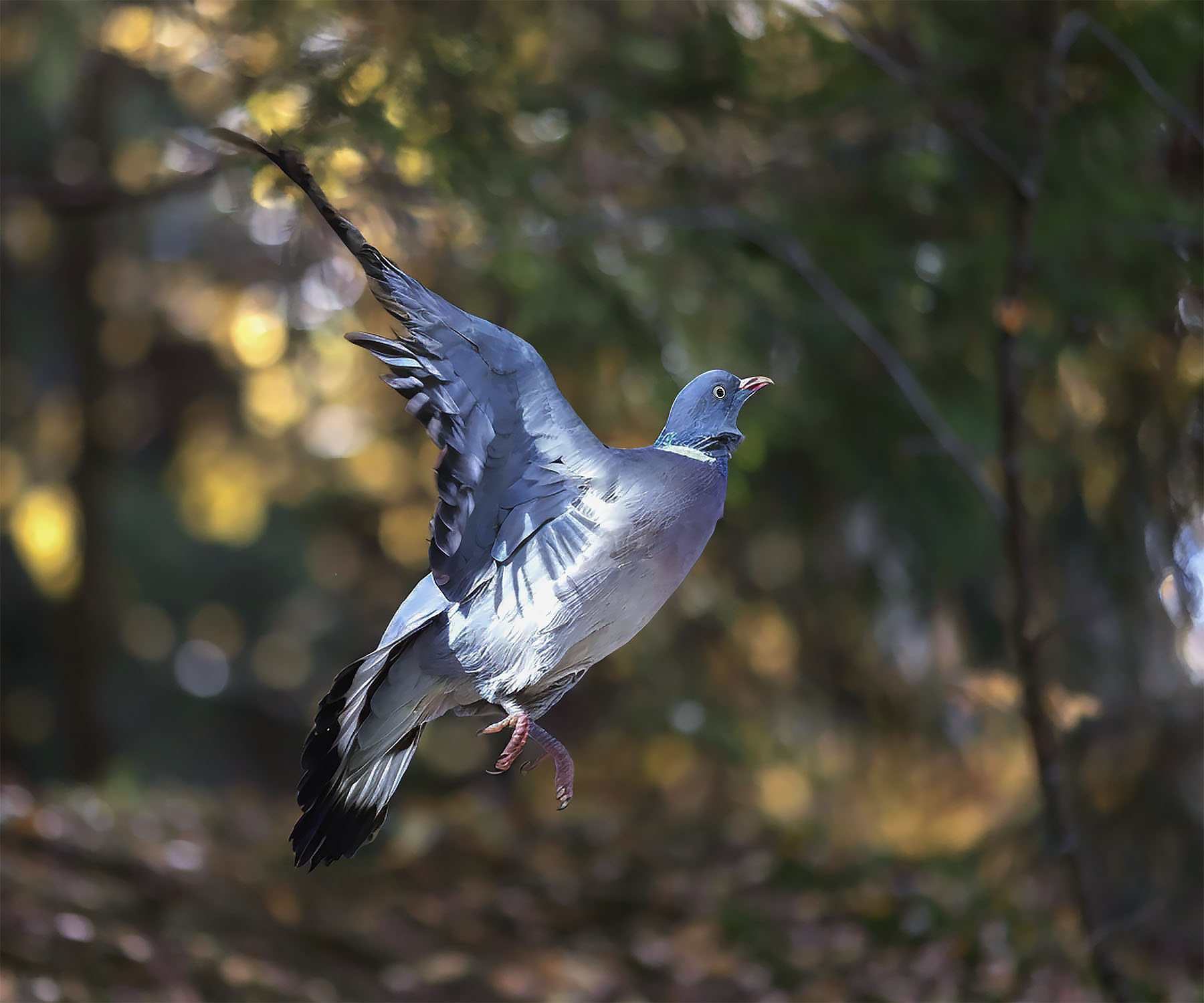 вяхирь,полёт,лес,природа,bird ,beautiful, forest, nature, Стукалова Юлия