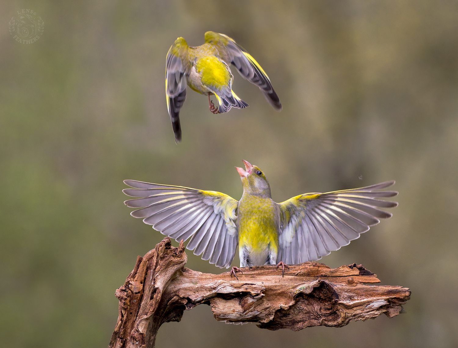 , Евгени Стефанов