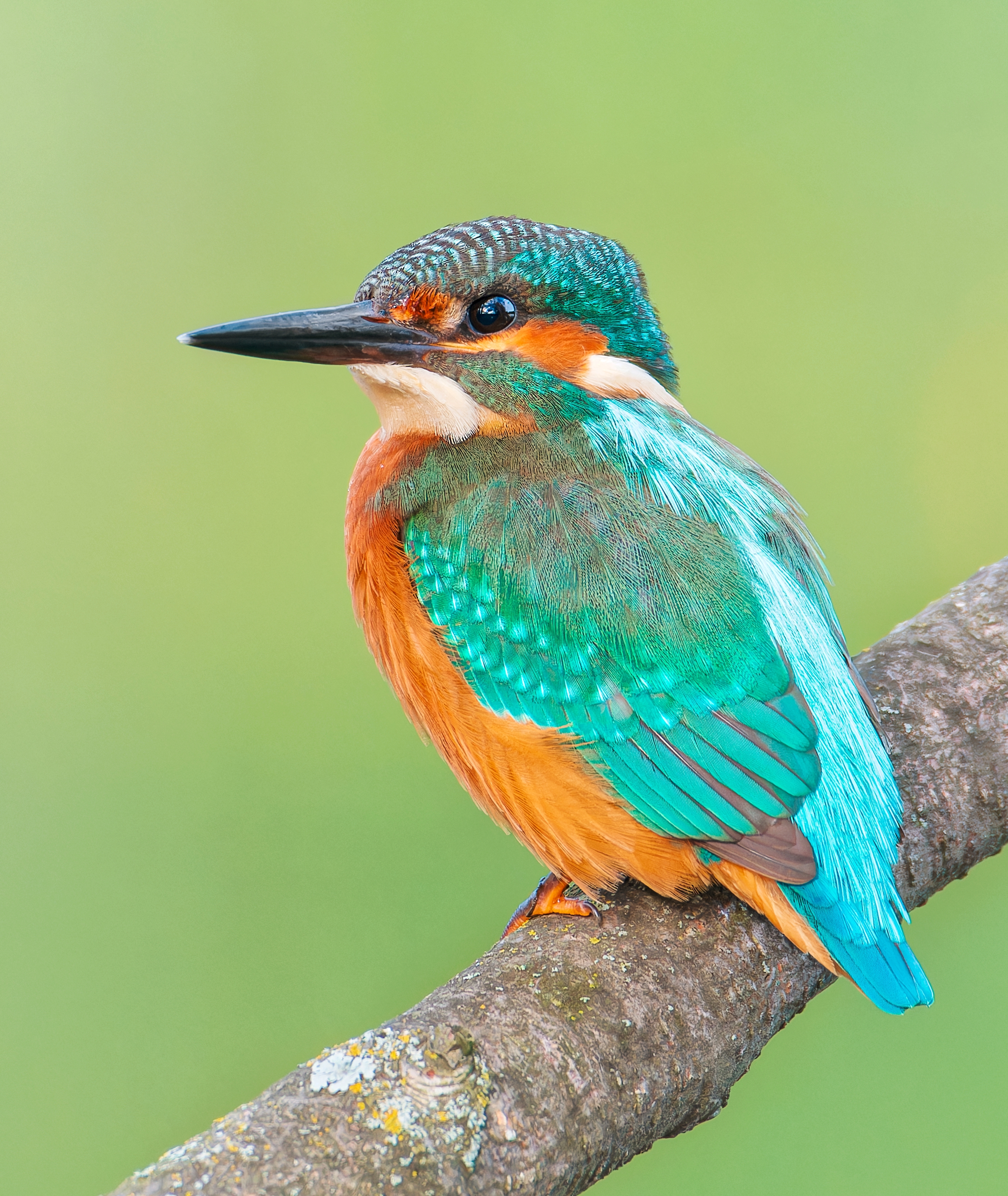 , Фото Александр