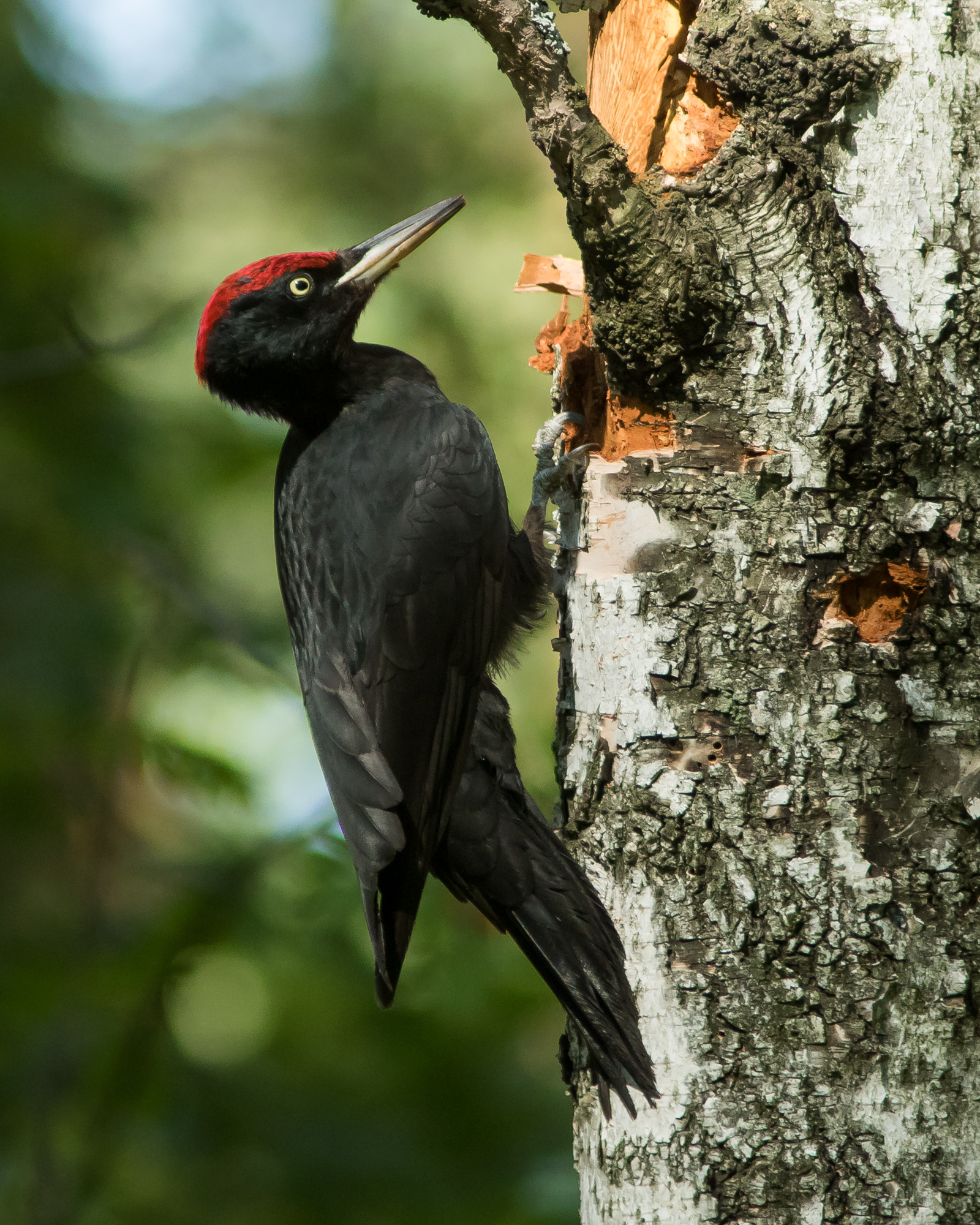 желна, Суслов Дмитрий