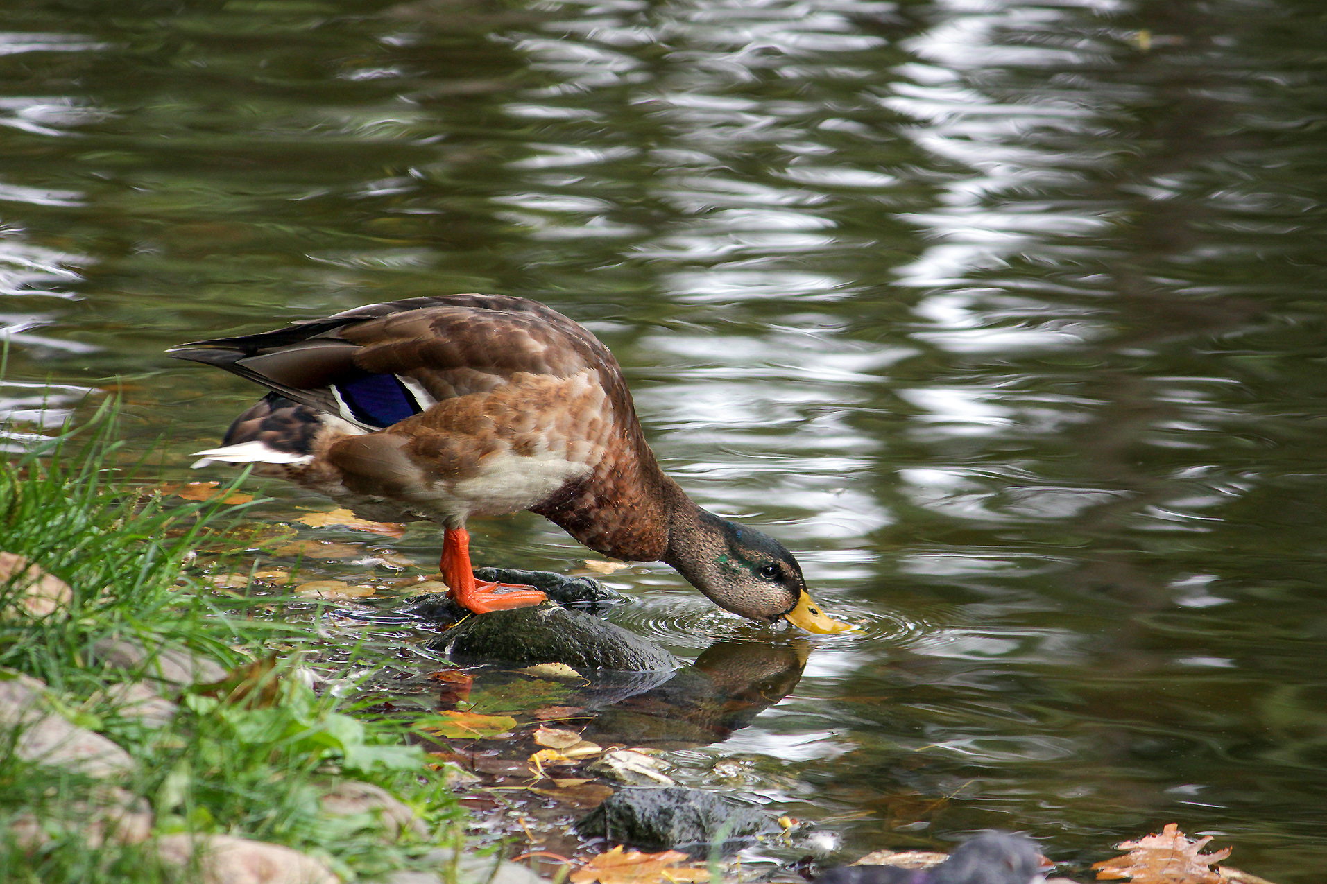 утка, кряква, anas platyrhynchos, КарОл